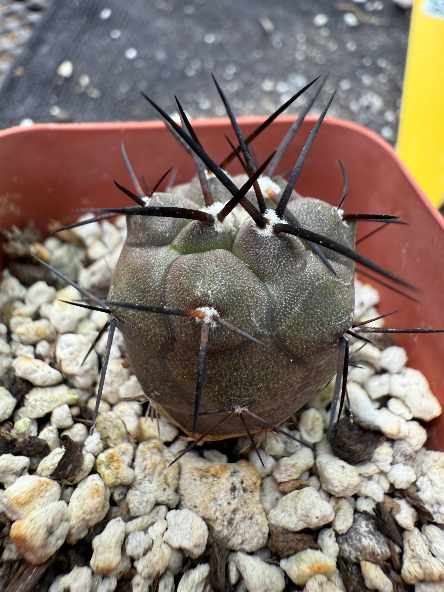 Copiapoa cinerea long spines 324