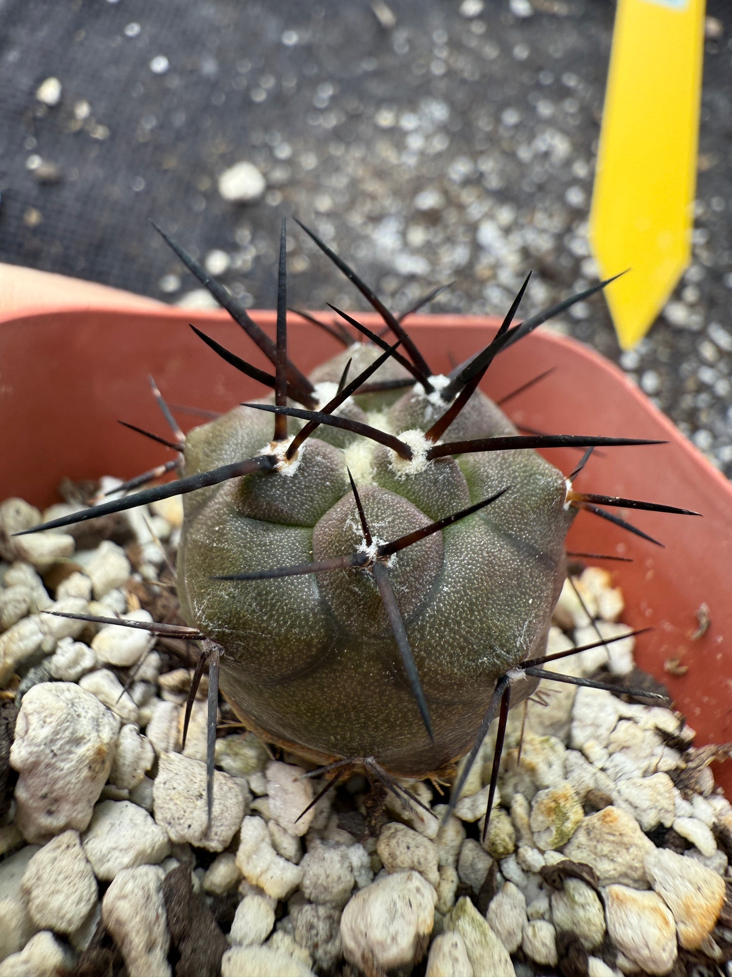Copiapoa cinerea long spines 324