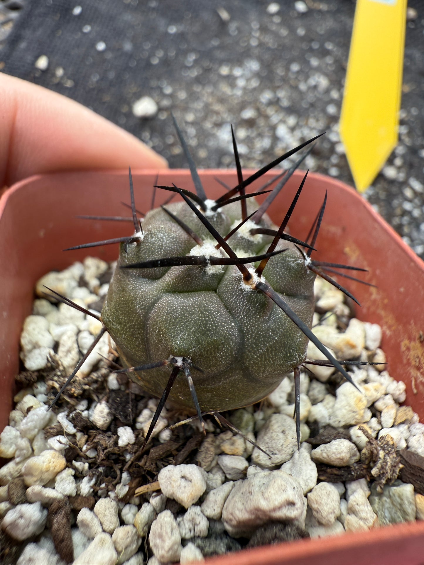 Copiapoa cinerea long spines 324
