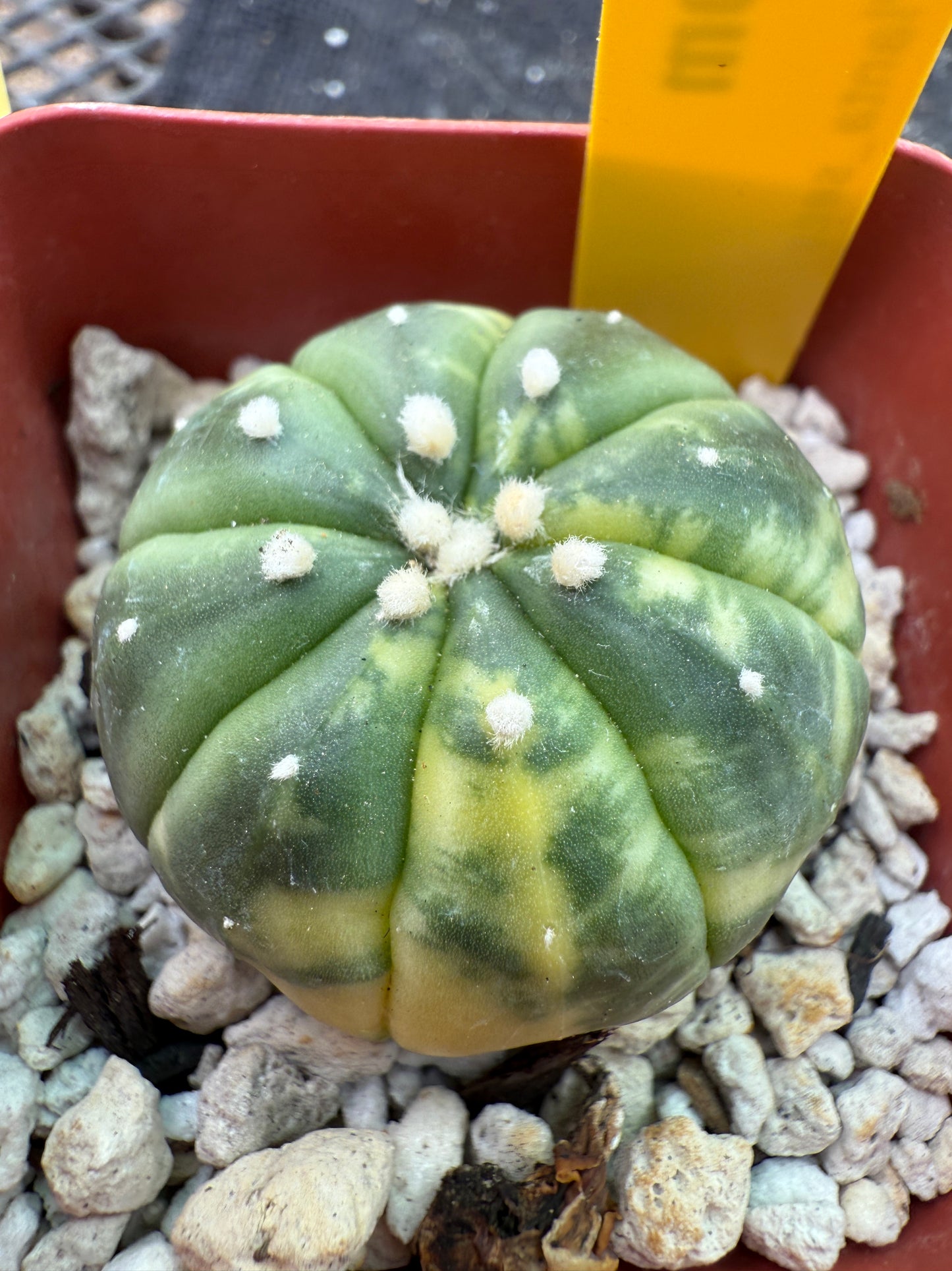 Astrophytum asterias variegated 354