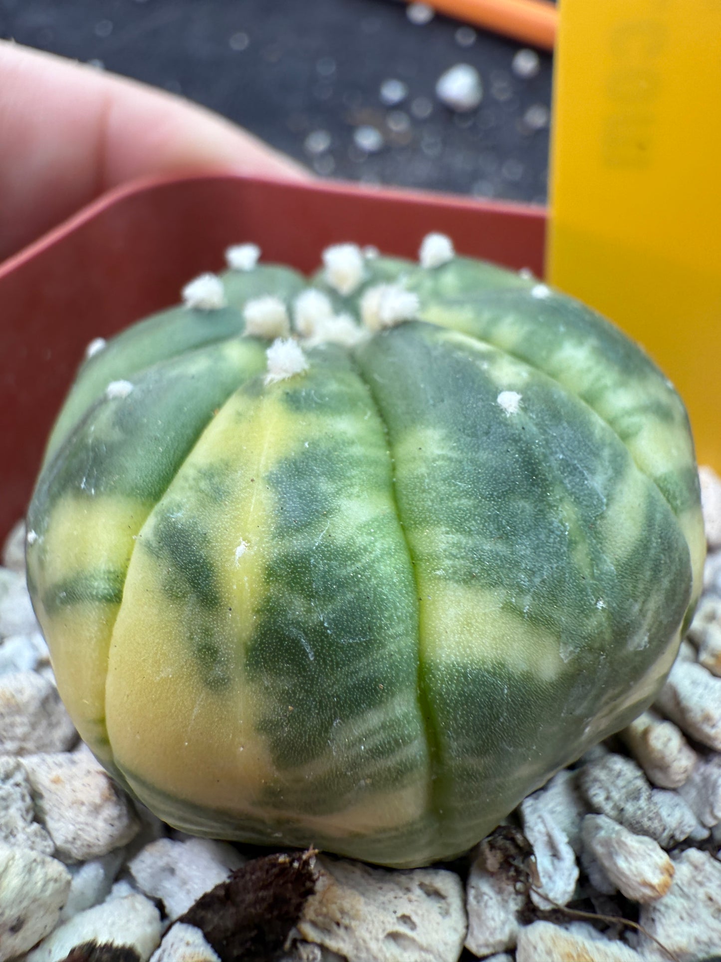 Astrophytum asterias variegated 354
