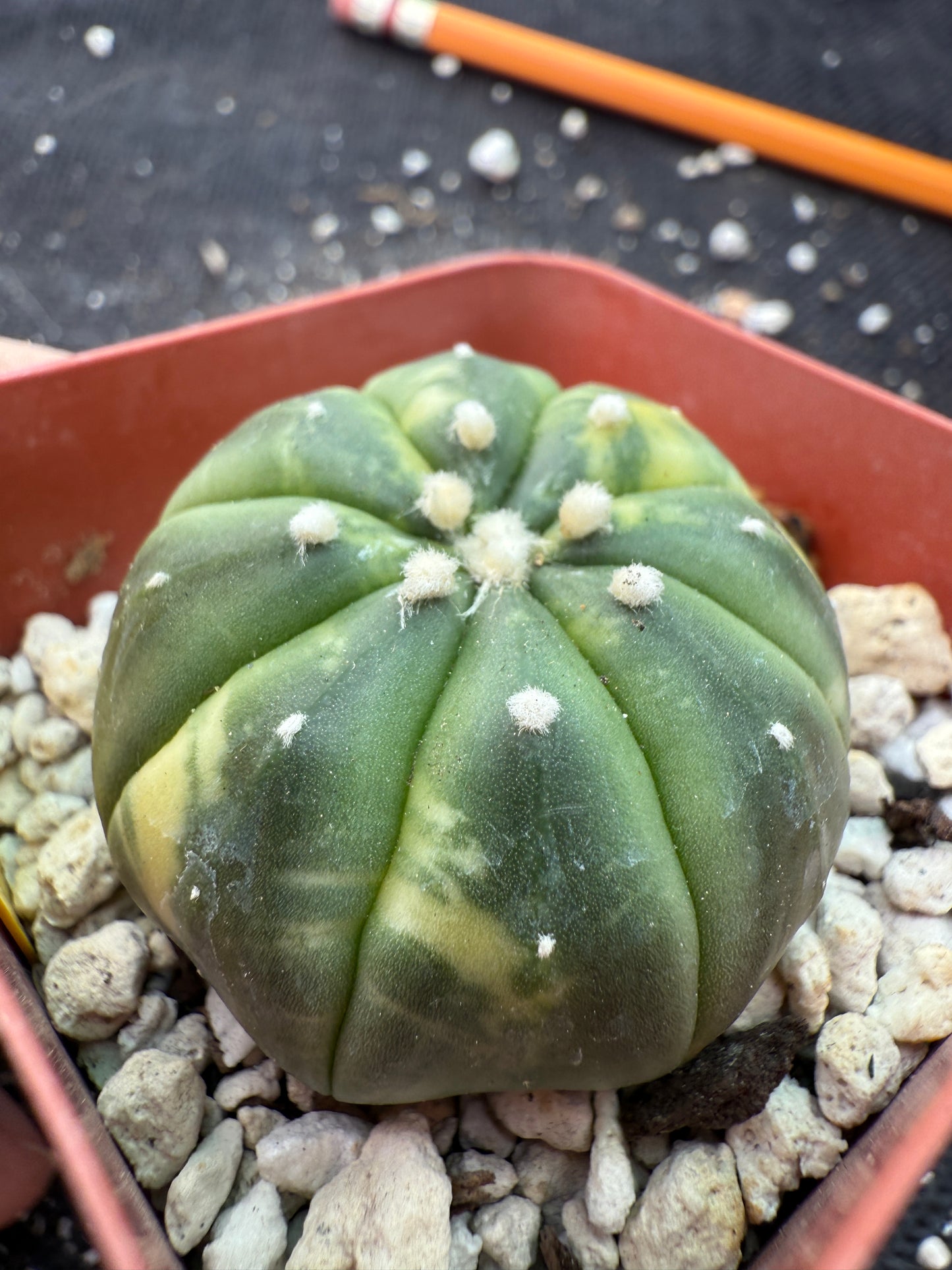 Astrophytum asterias variegated 354