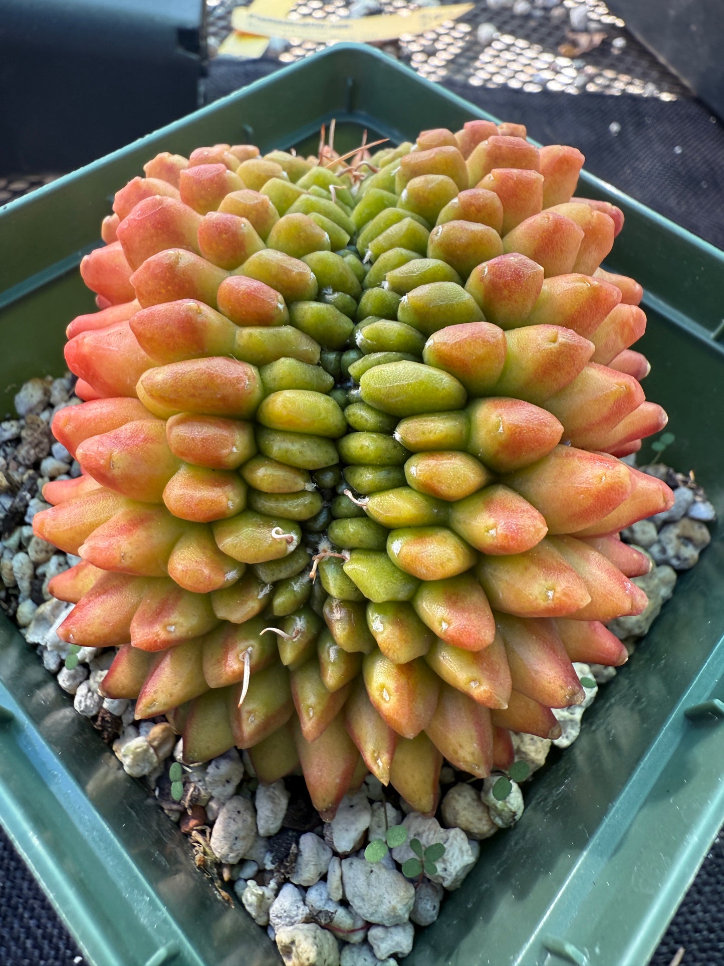 Gymnocalycium kohyo crest very nice 247