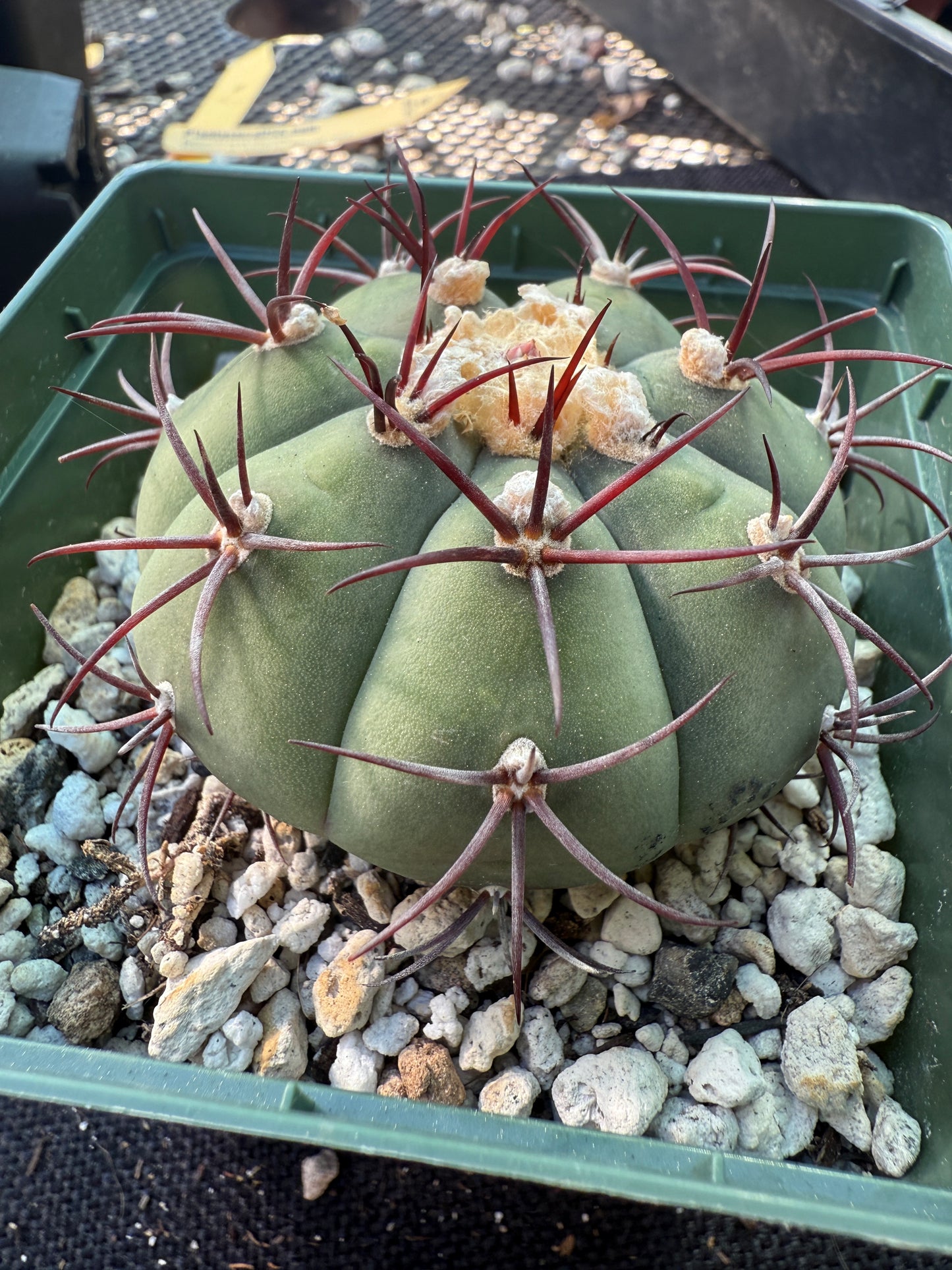 Gymnocalycium cabreraense rare cactus 252