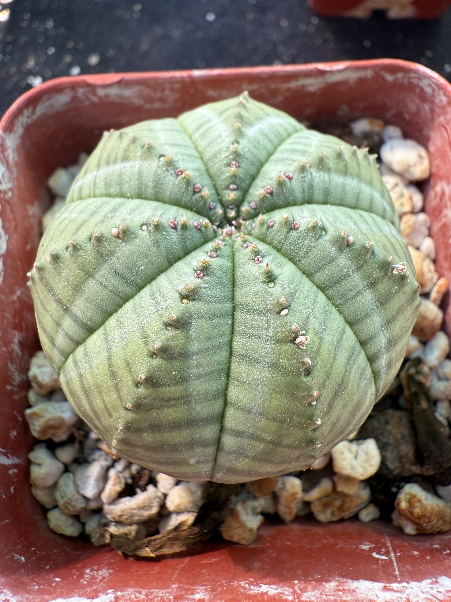 Euphorbia obesa very nice succulent 389