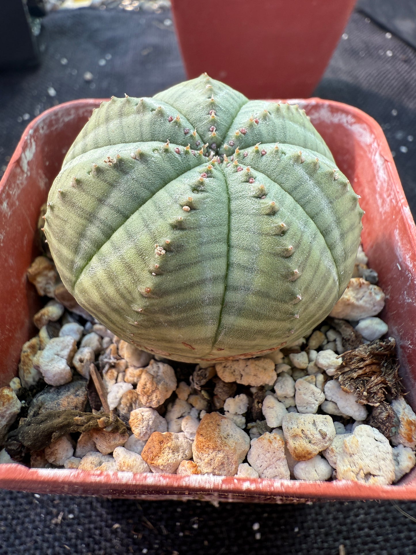 Euphorbia obesa very nice succulent 389