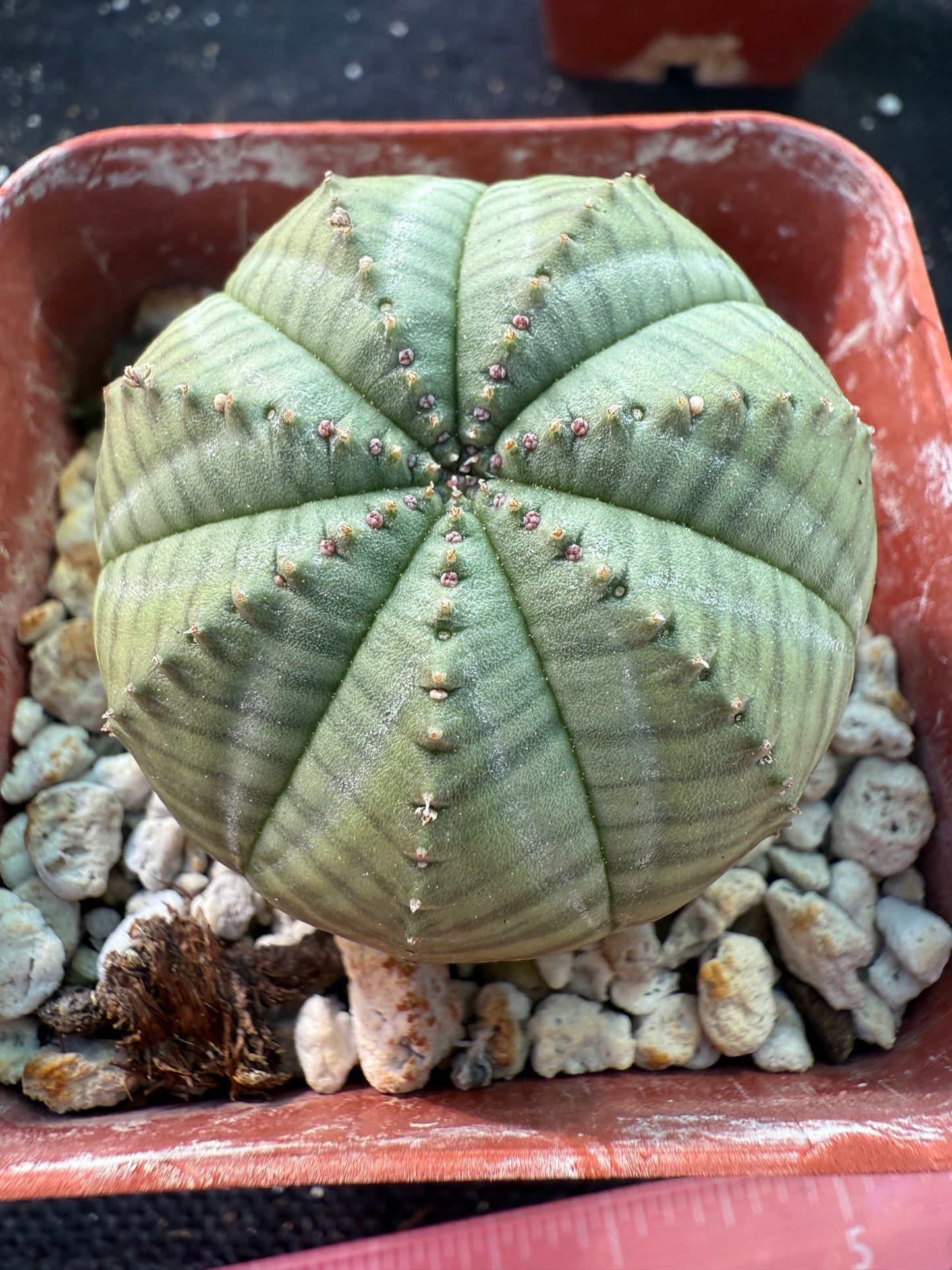 Euphorbia obesa very nice succulent 389