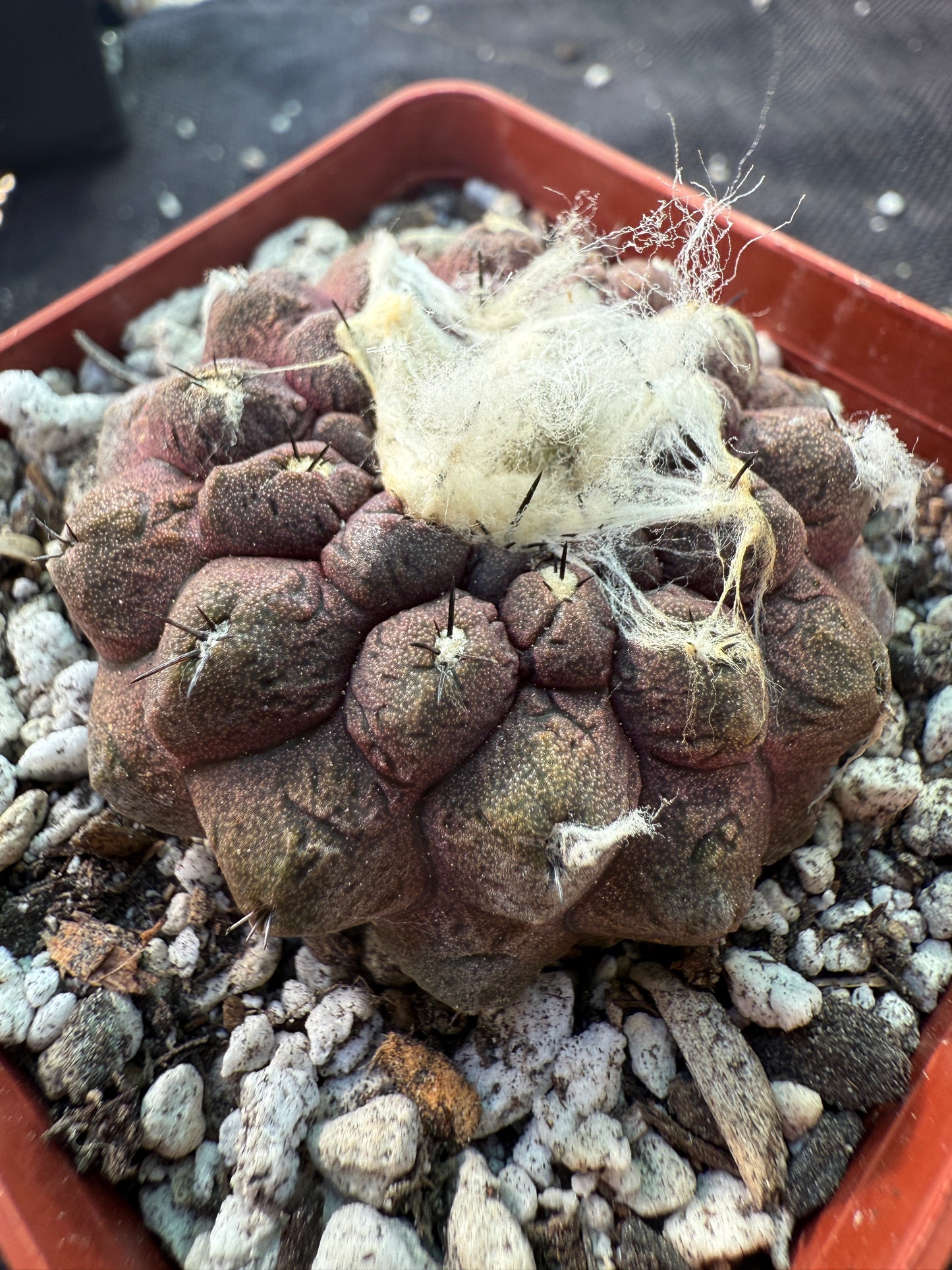 Copiapoa hypogea lizard skin nice pattern 317