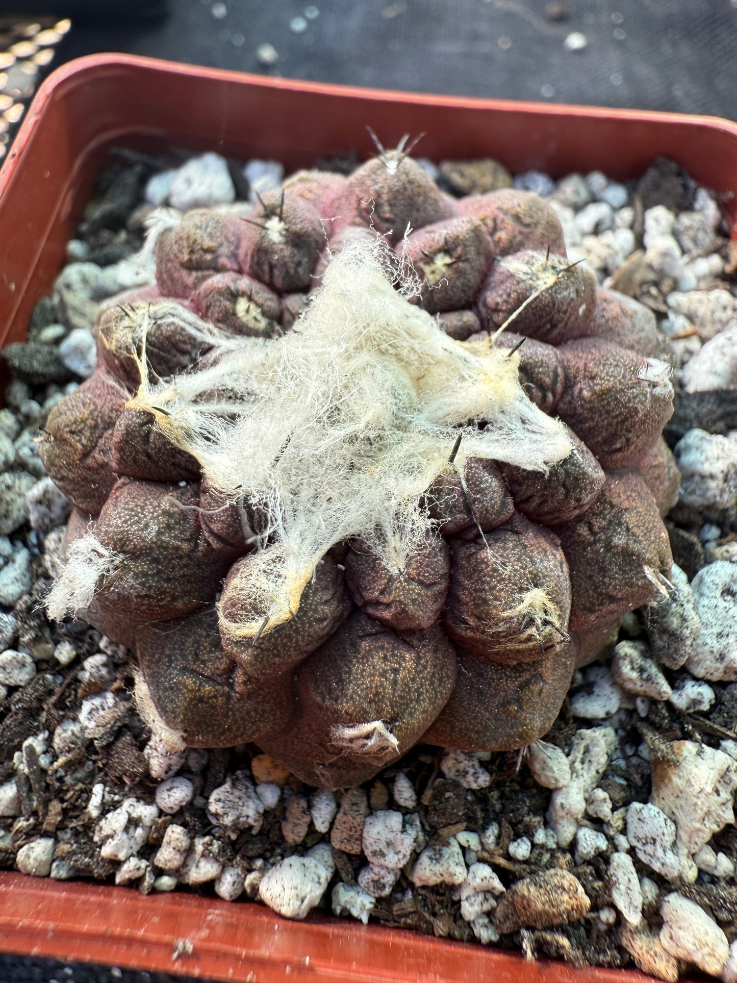 Copiapoa hypogea lizard skin nice pattern 317