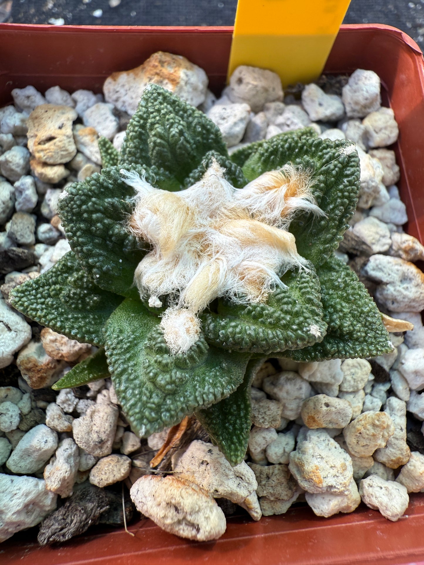Ariocarpus Hintonii rare cactus 375