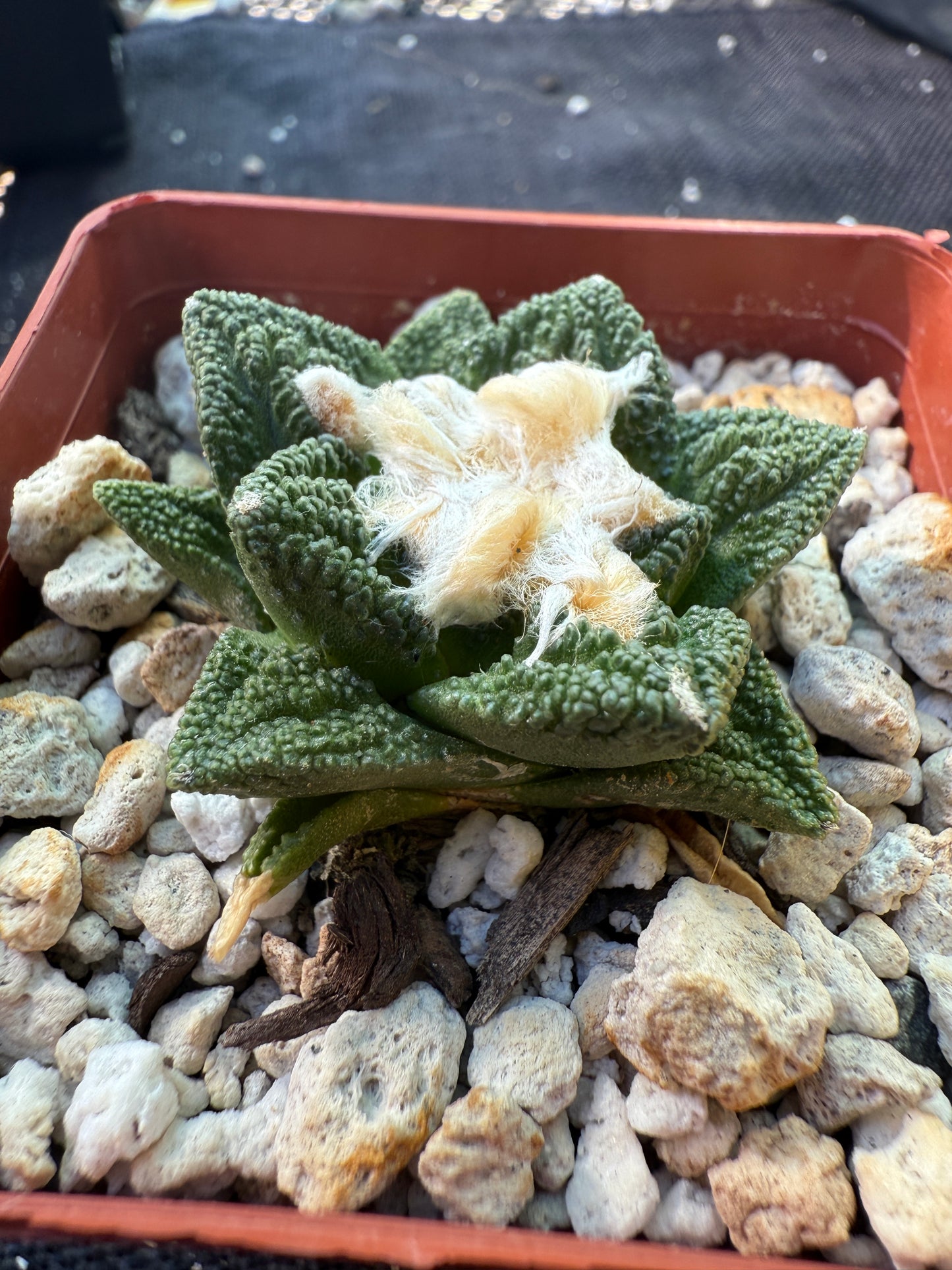 Ariocarpus Hintonii rare cactus 375