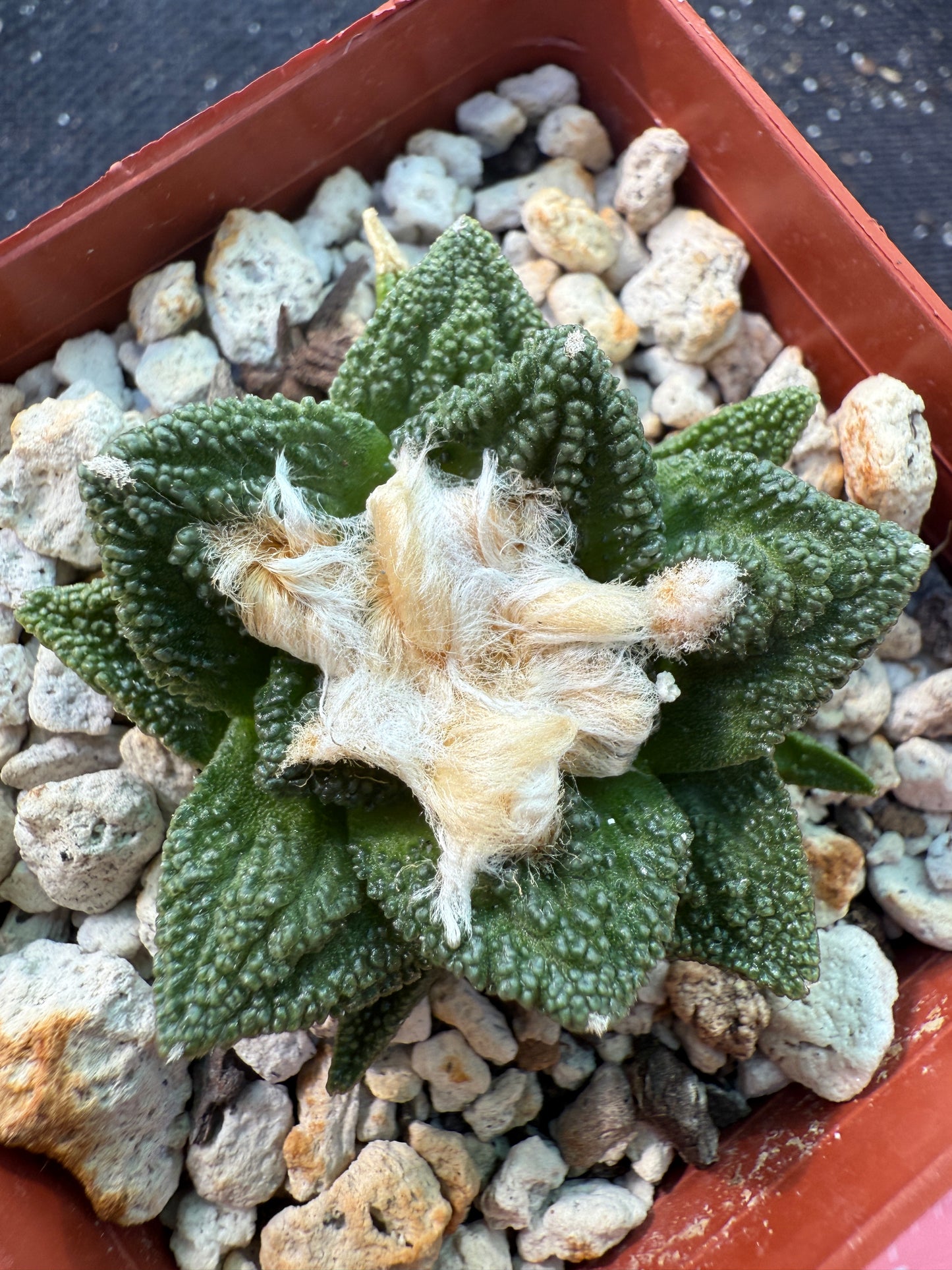 Ariocarpus Hintonii rare cactus 375
