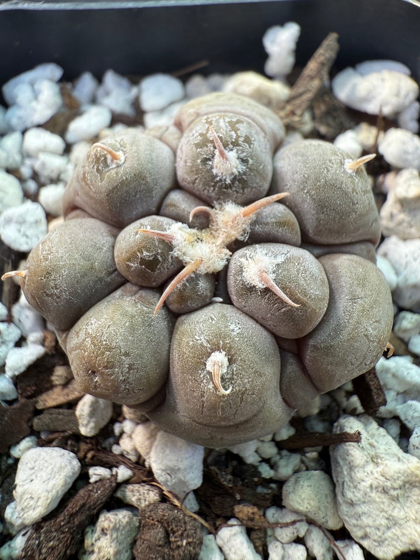 Gymnocalycium prochazkeanum rare miniature cactus 332