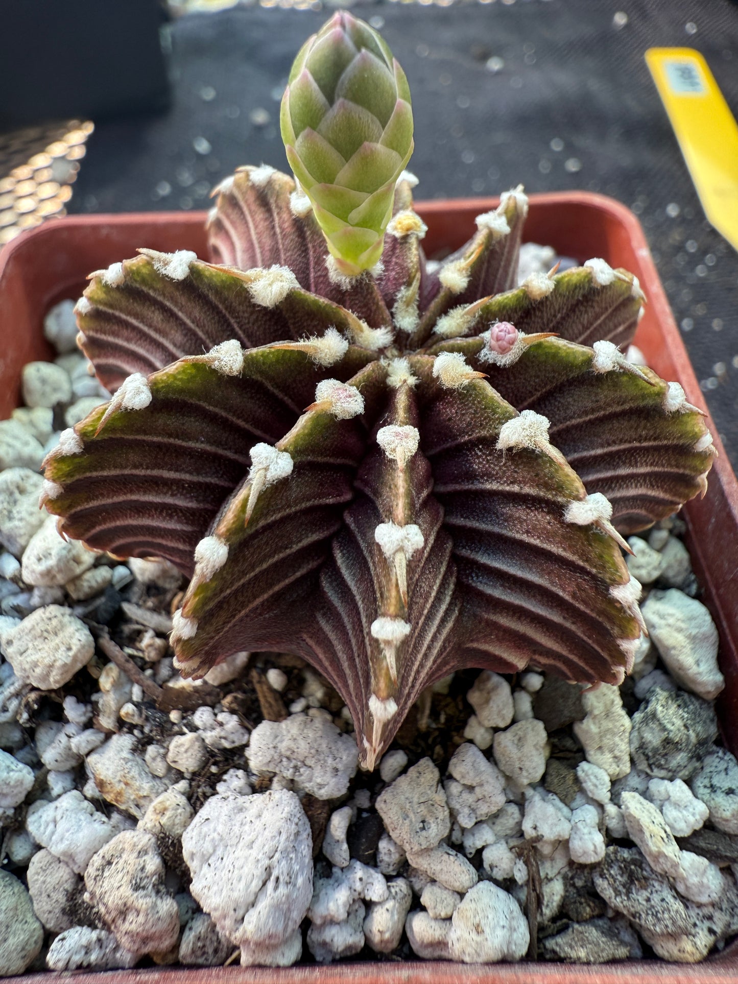 Gymnocalycium lb2178 beautiful plant 501