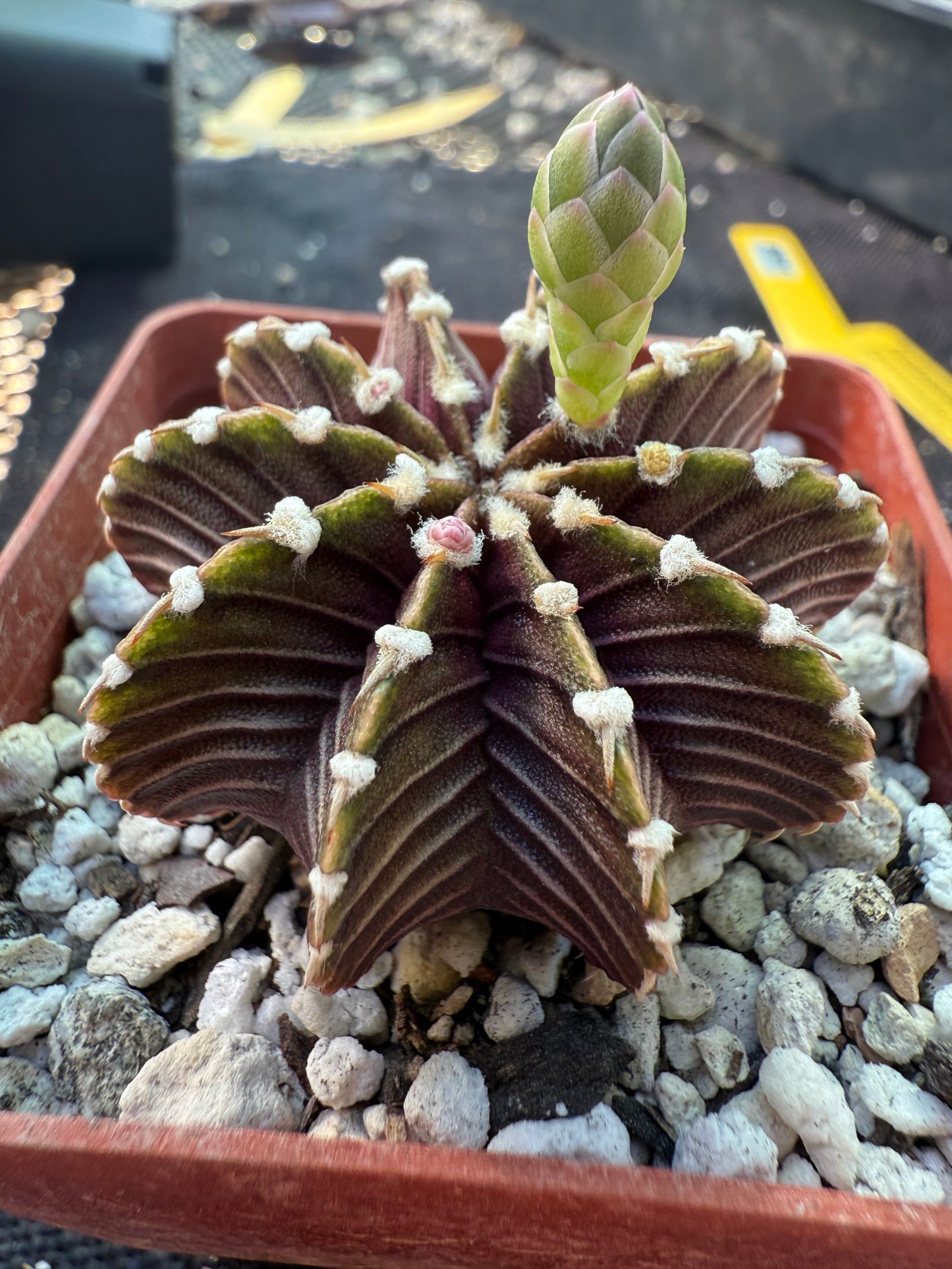 Gymnocalycium lb2178 beautiful plant 501