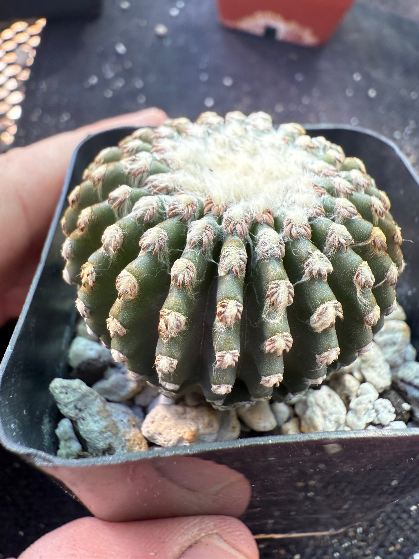 Discocactus horstii rare cactus 179
