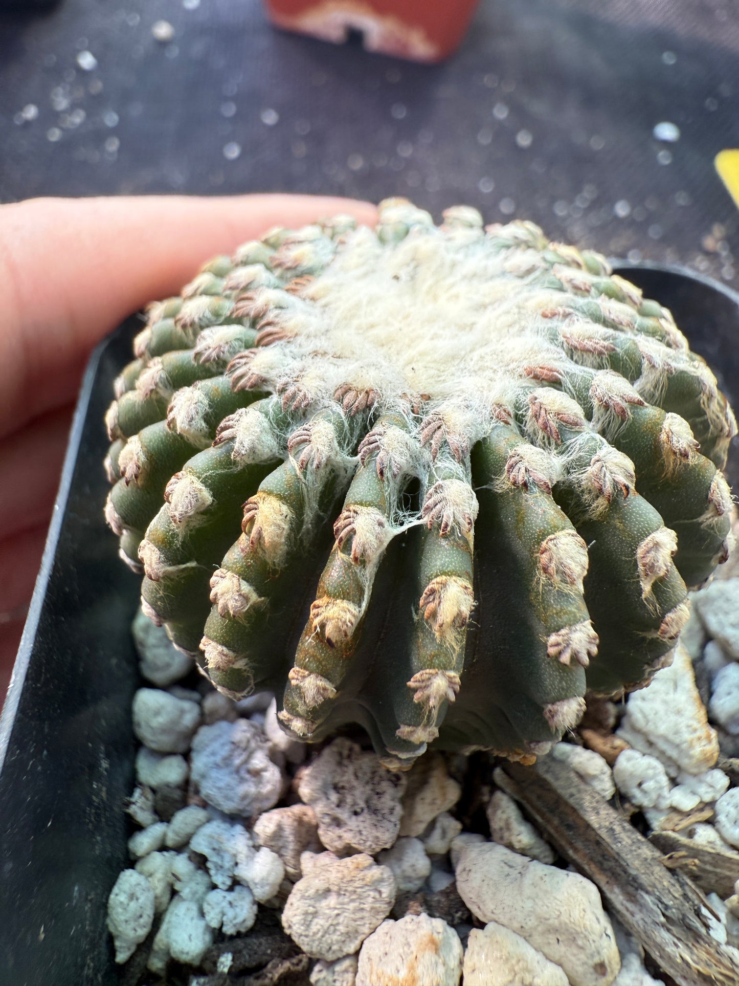 Discocactus horstii rare cactus 179