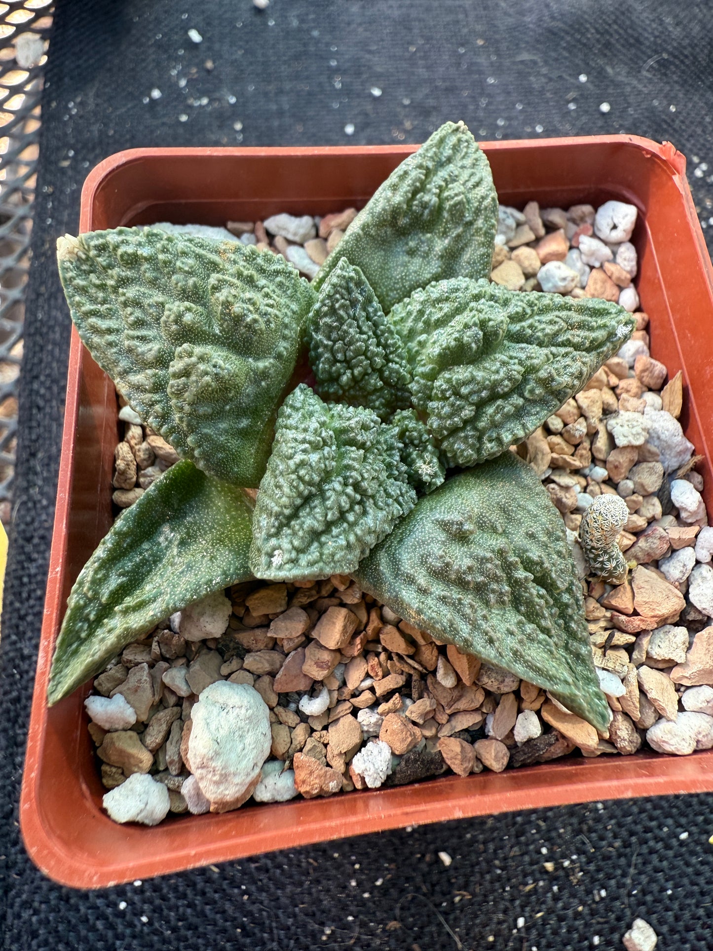 Ariocarpus kikkobotan cactus 322