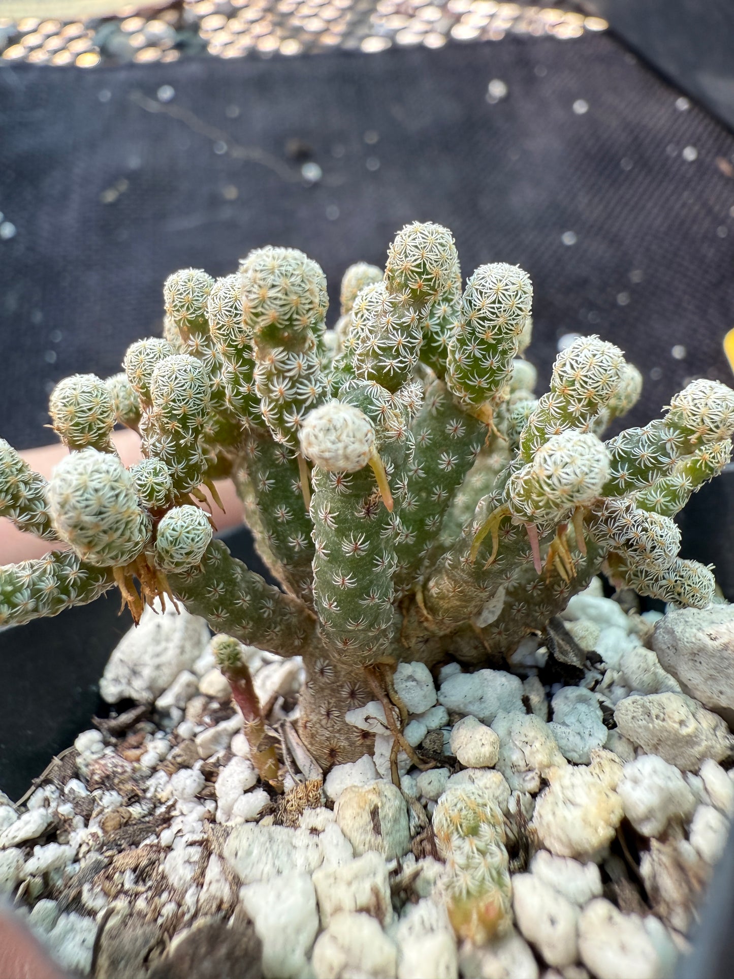 Turbinicarpus minimus cactus fast spreading plant 1793