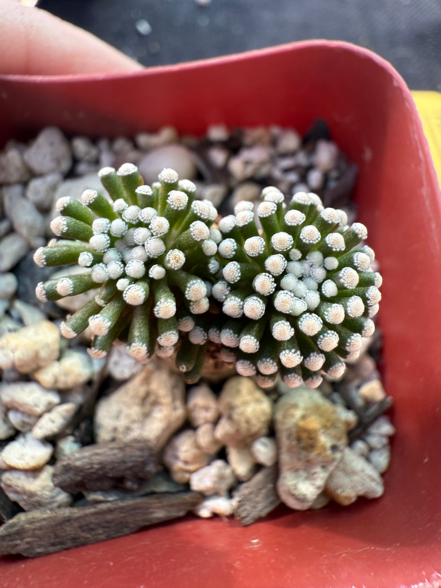 Mammillaria leuthyi seed grown fat taproot 079 very rare