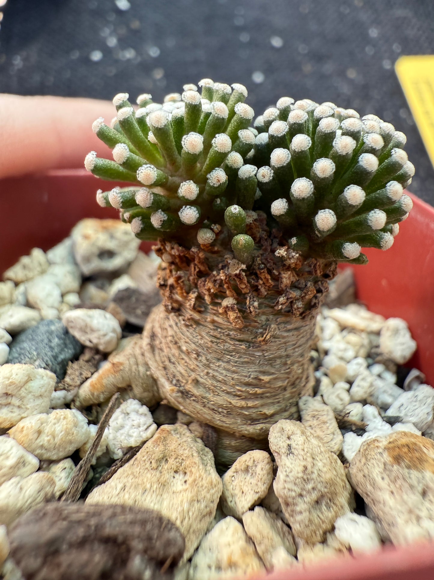 Mammillaria leuthyi seed grown fat taproot 079 very rare