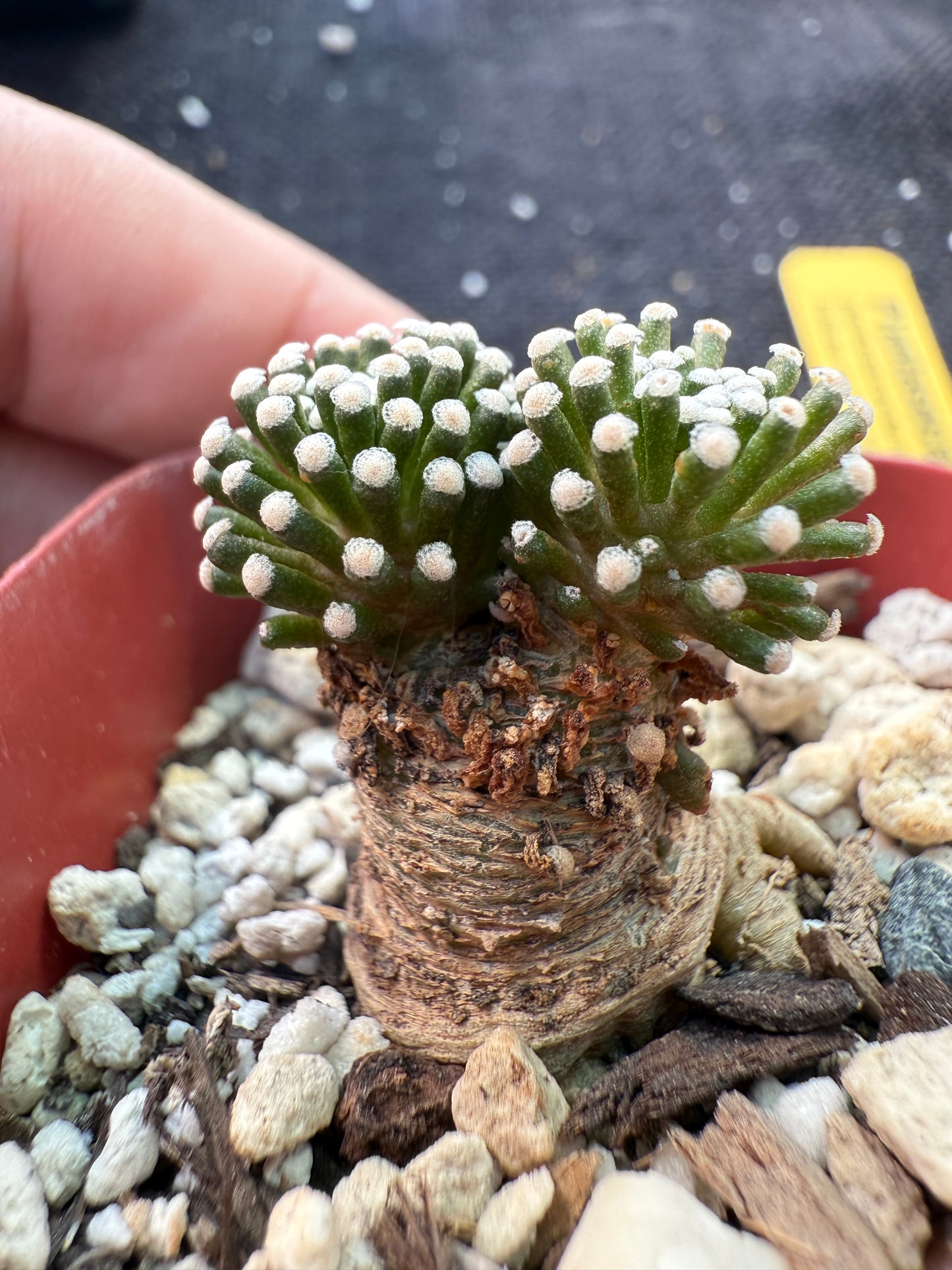 Mammillaria leuthyi seed grown fat taproot 079 very rare