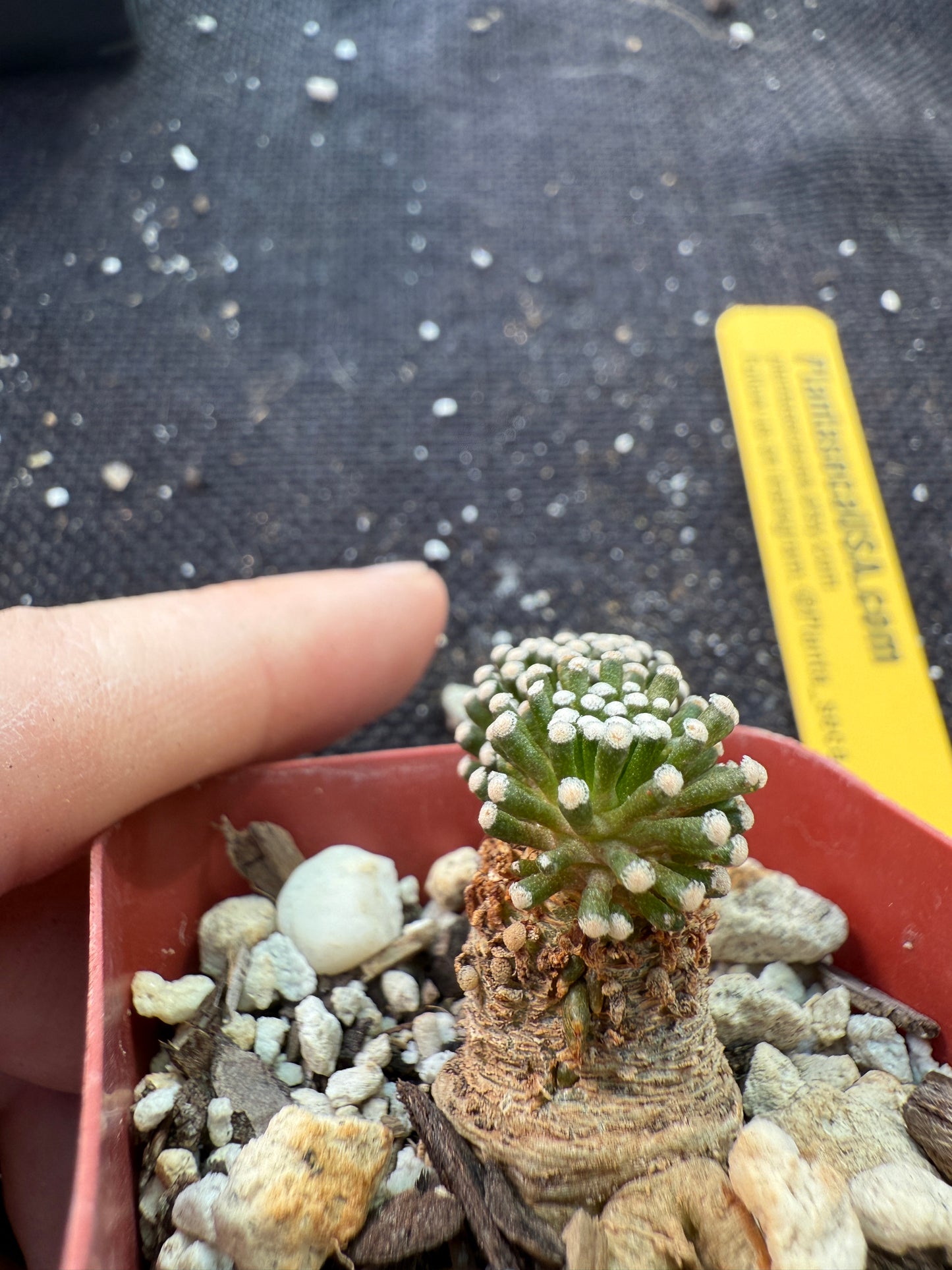 Mammillaria leuthyi seed grown fat taproot 079 very rare
