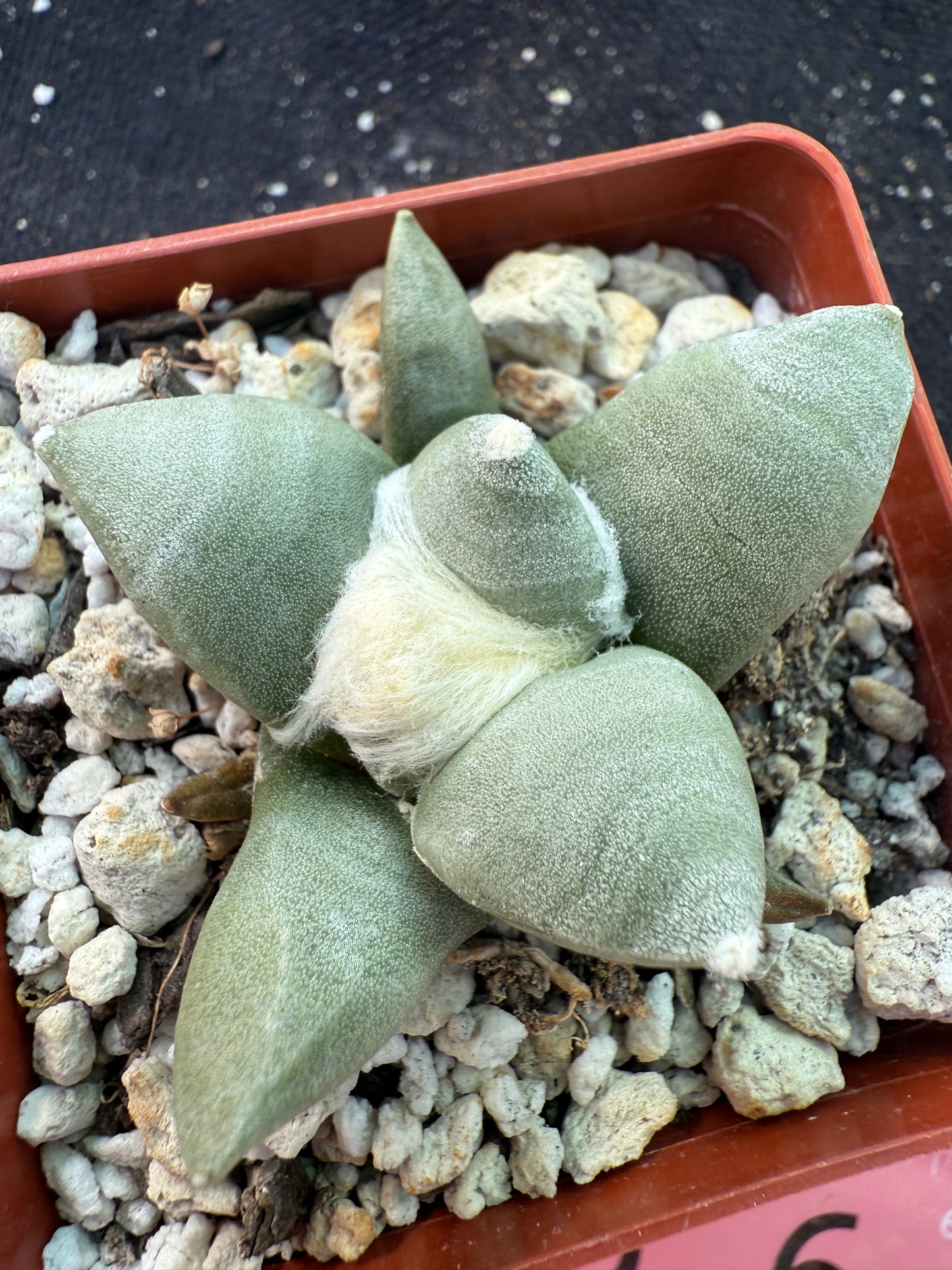 Ariocarpus furfuraceous rare beautiful plant 14