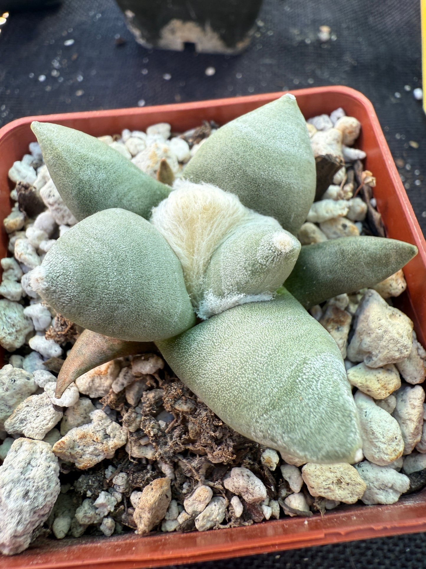 Ariocarpus furfuraceous rare beautiful plant 14