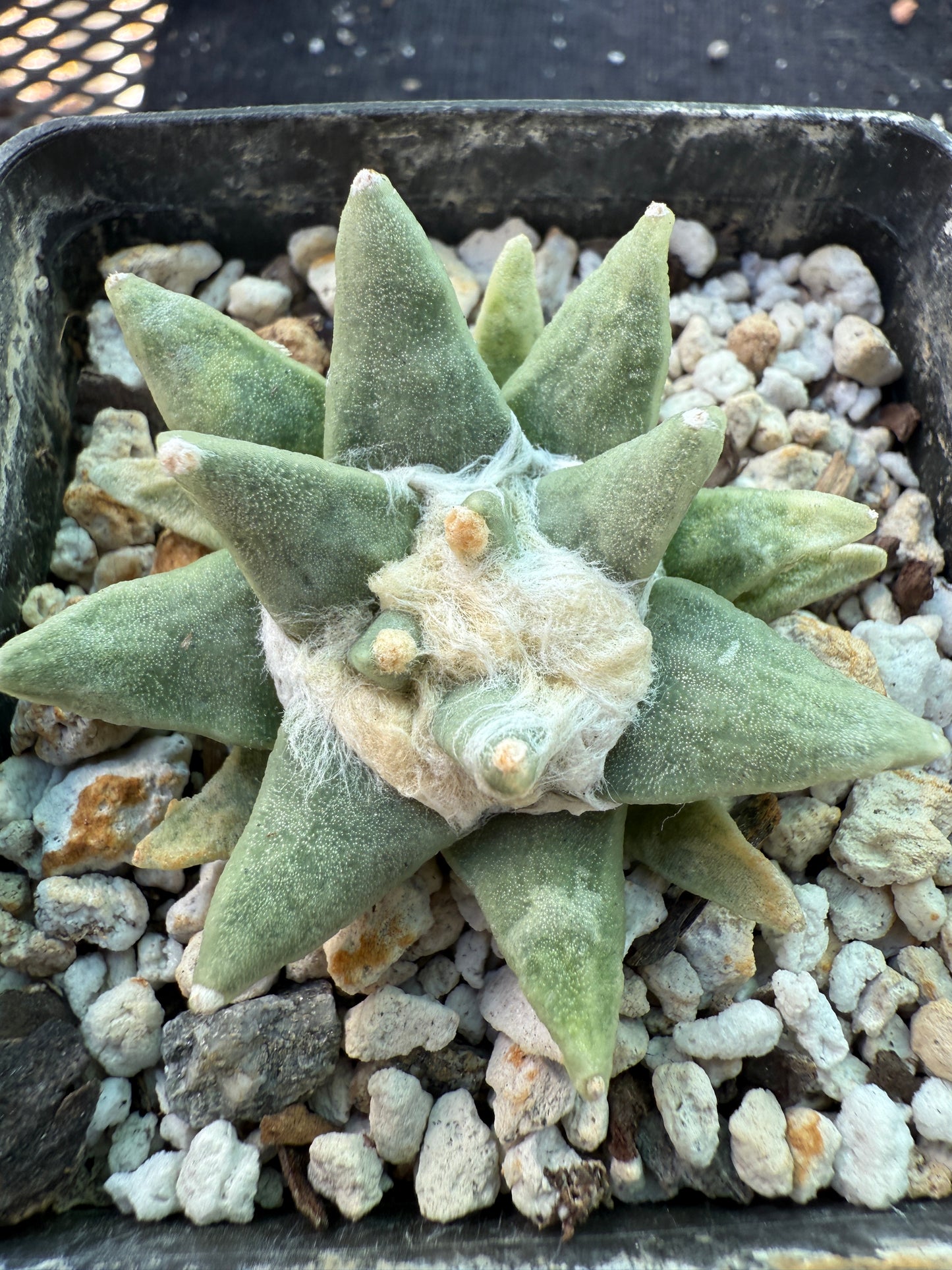 Ariocarpus scapharostitoides rare plant 514