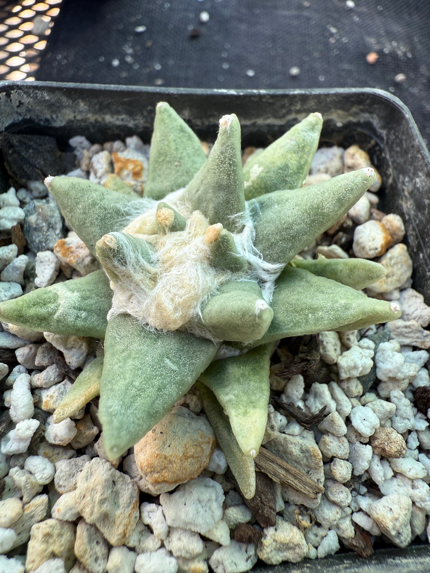 Ariocarpus scapharostitoides rare plant 514