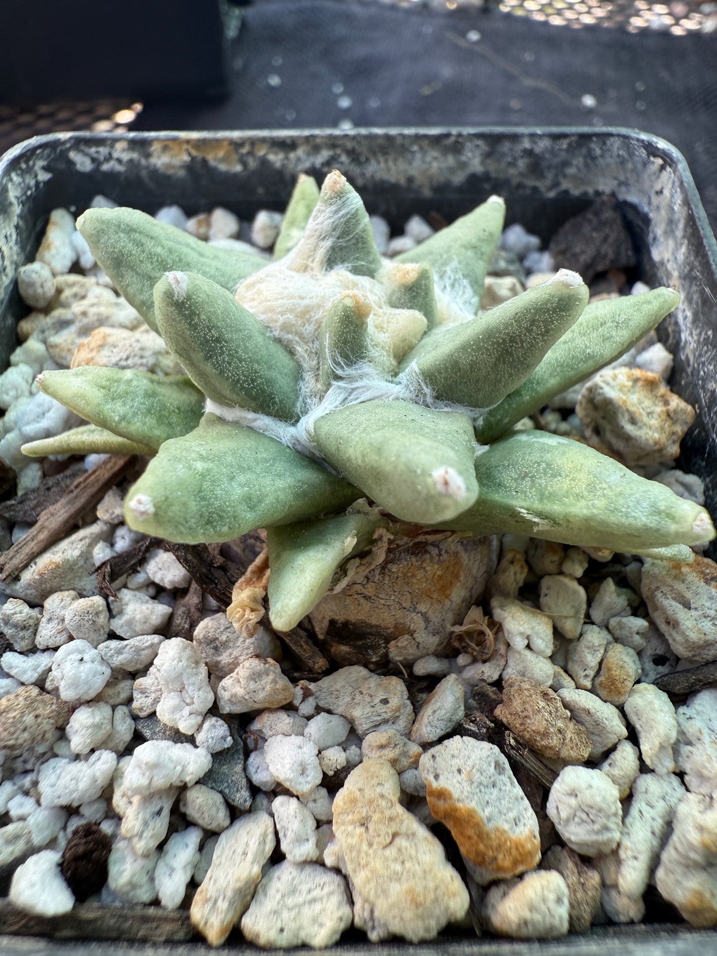 Ariocarpus scapharostitoides rare plant 514