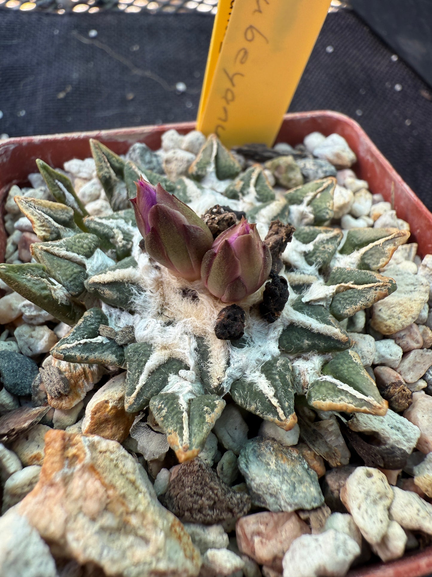 Ariocarpus kotschoubeyanus nice plant 64