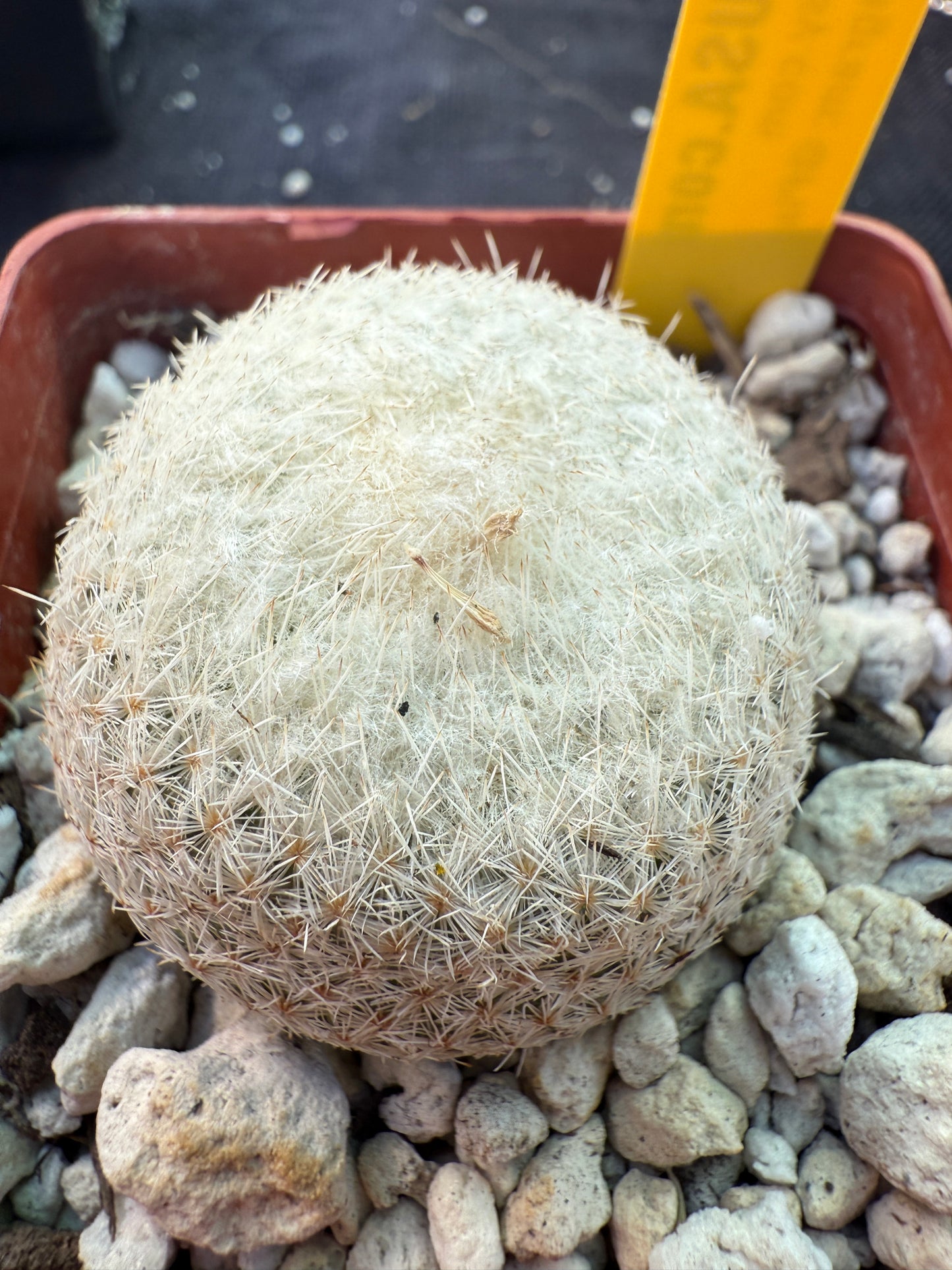Epithelantha micromeres cactus 237
