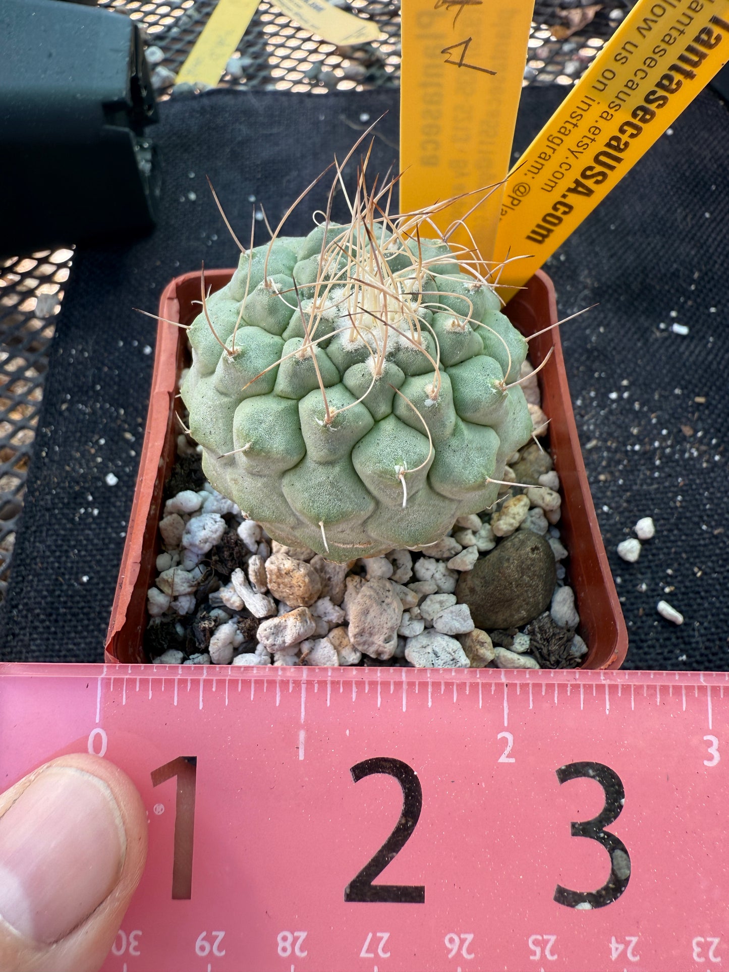 Strombocactus disciformis rare large plant 1078