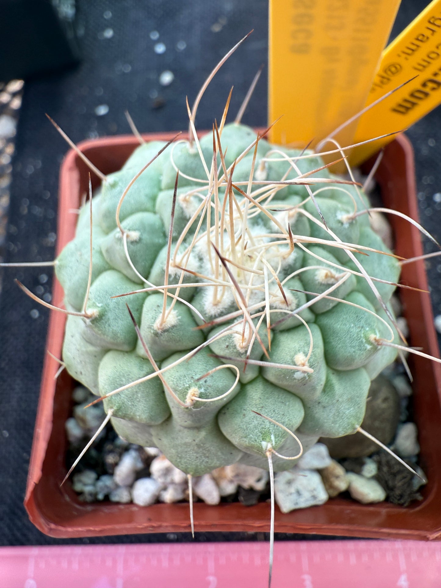 Strombocactus disciformis rare large plant 1078