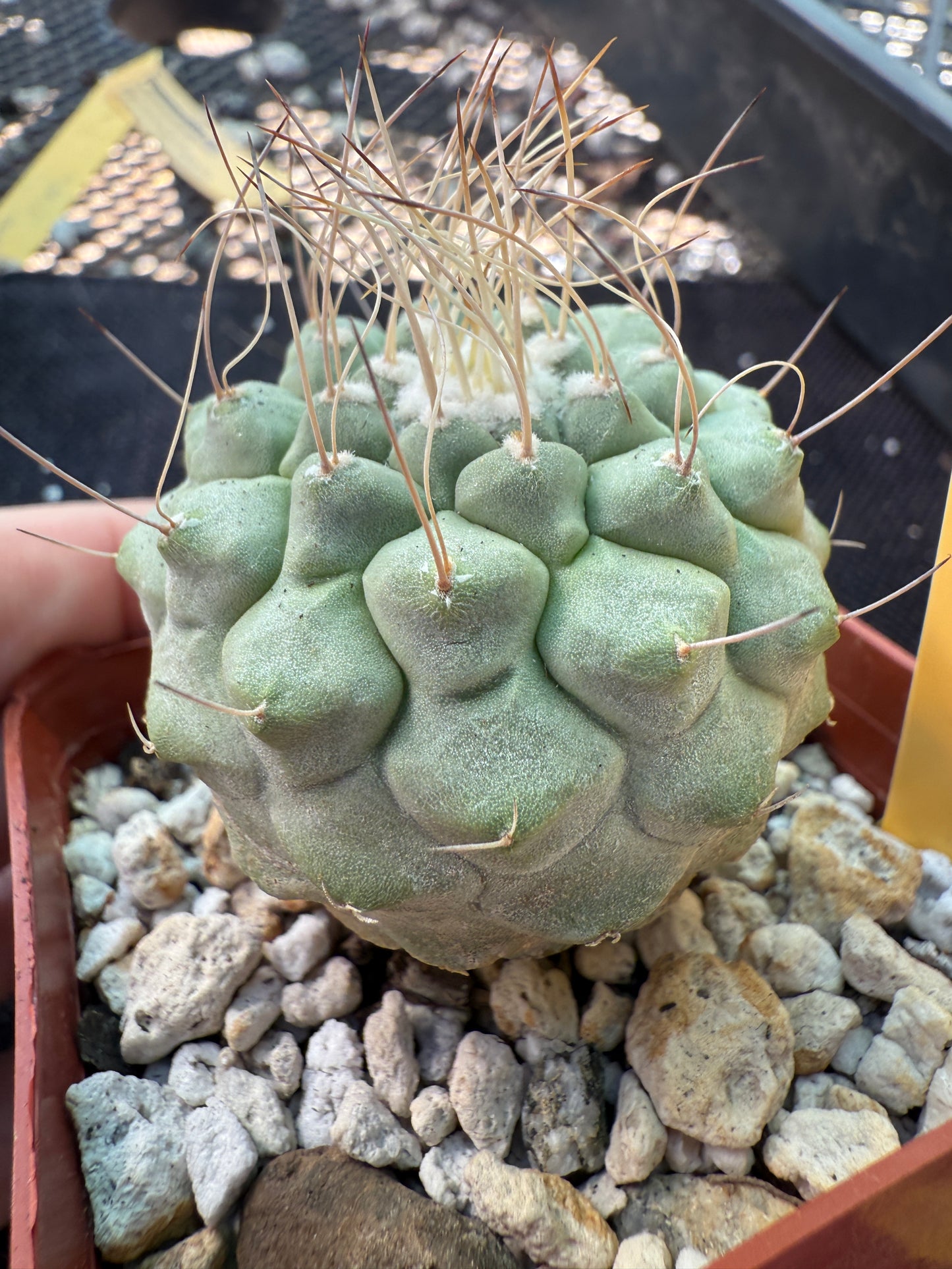 Strombocactus disciformis rare large plant 1078