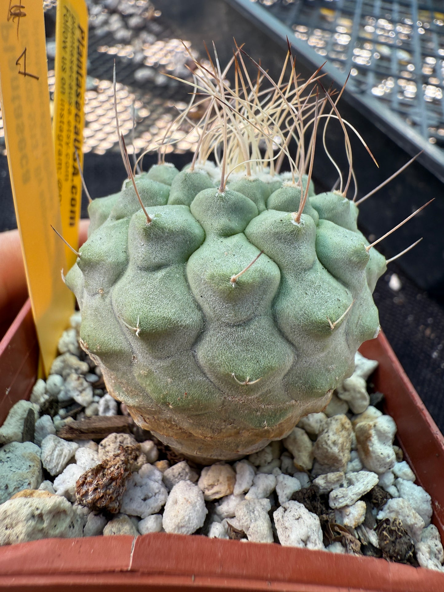 Strombocactus disciformis rare large plant 1078