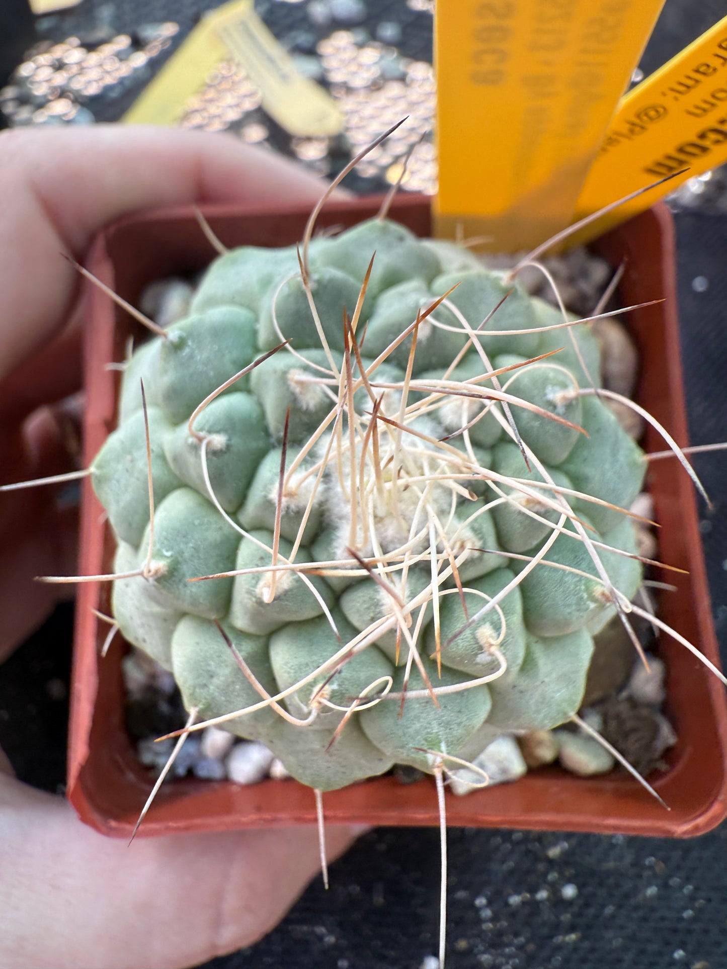 Strombocactus disciformis rare large plant 1078