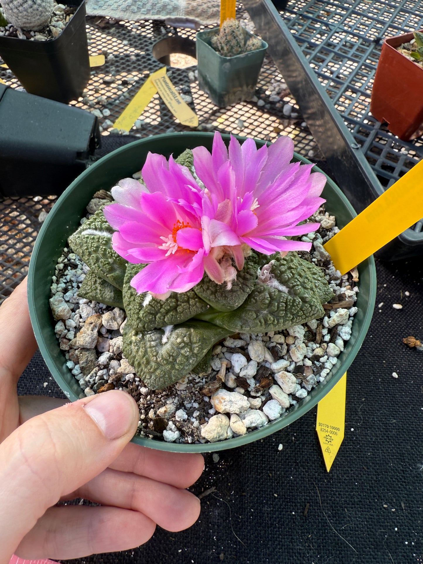 Ariocarpus Godzilla large and beautiful specimen 562