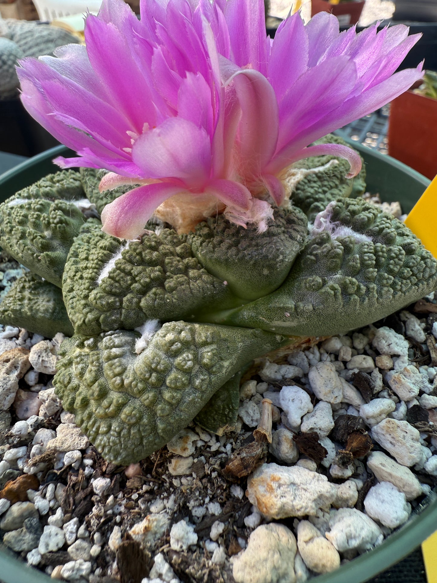 Ariocarpus Godzilla large and beautiful specimen 562