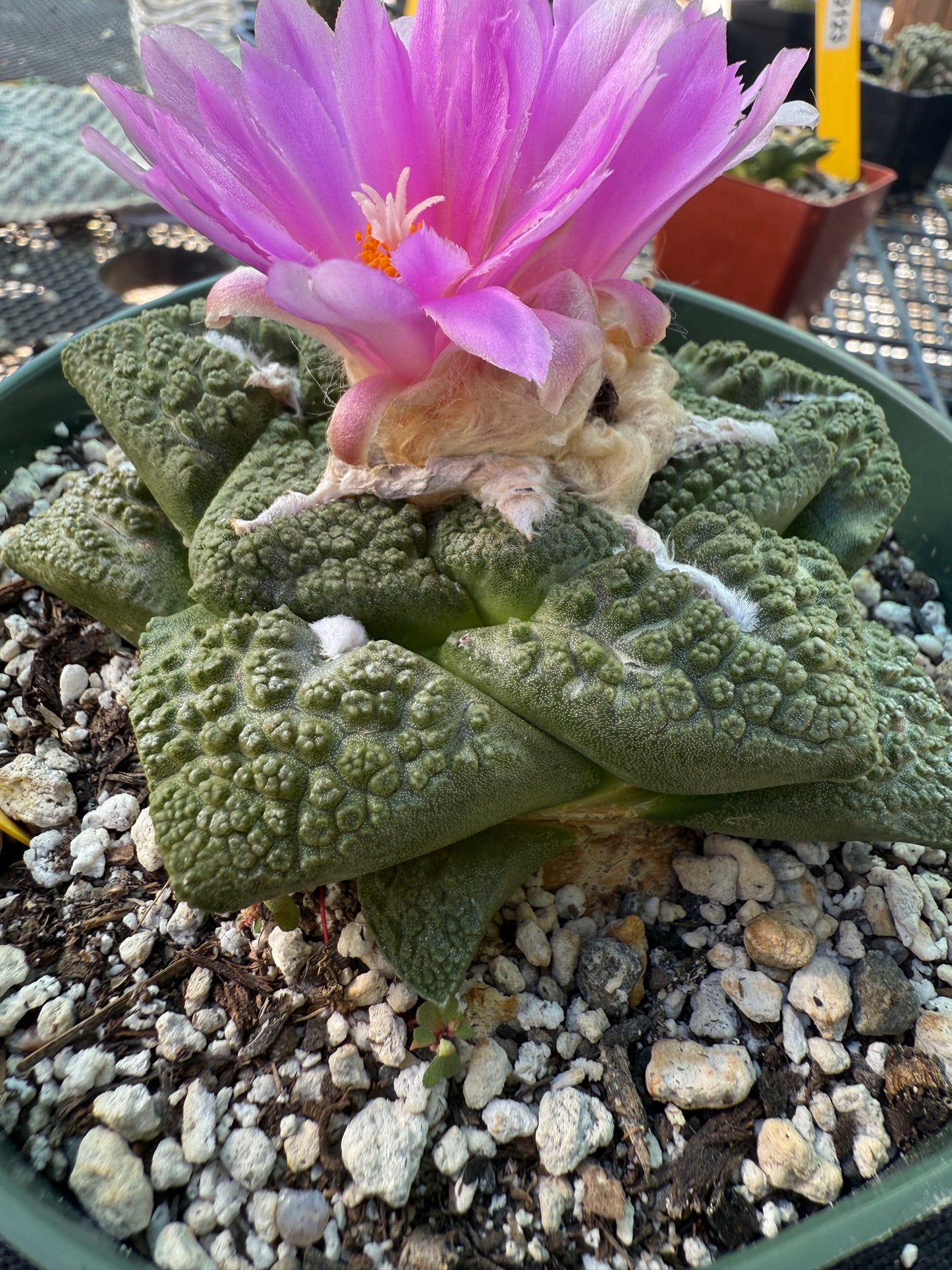 Ariocarpus Godzilla large and beautiful specimen 562