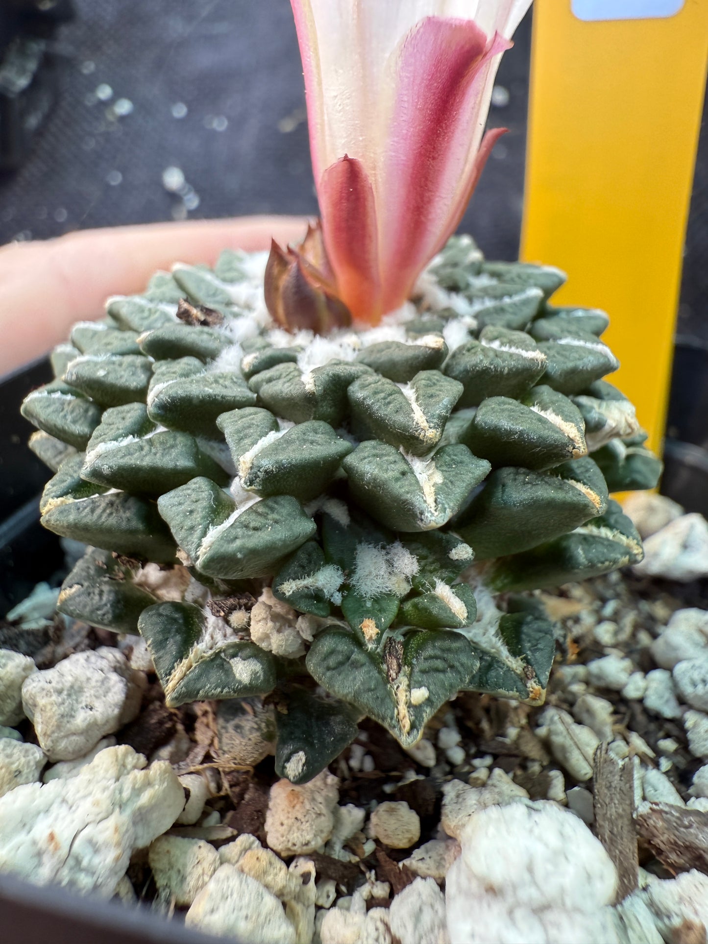 Ariocarpus kotschoubeyanus albiflora with pups on a short graft very rare plant 125