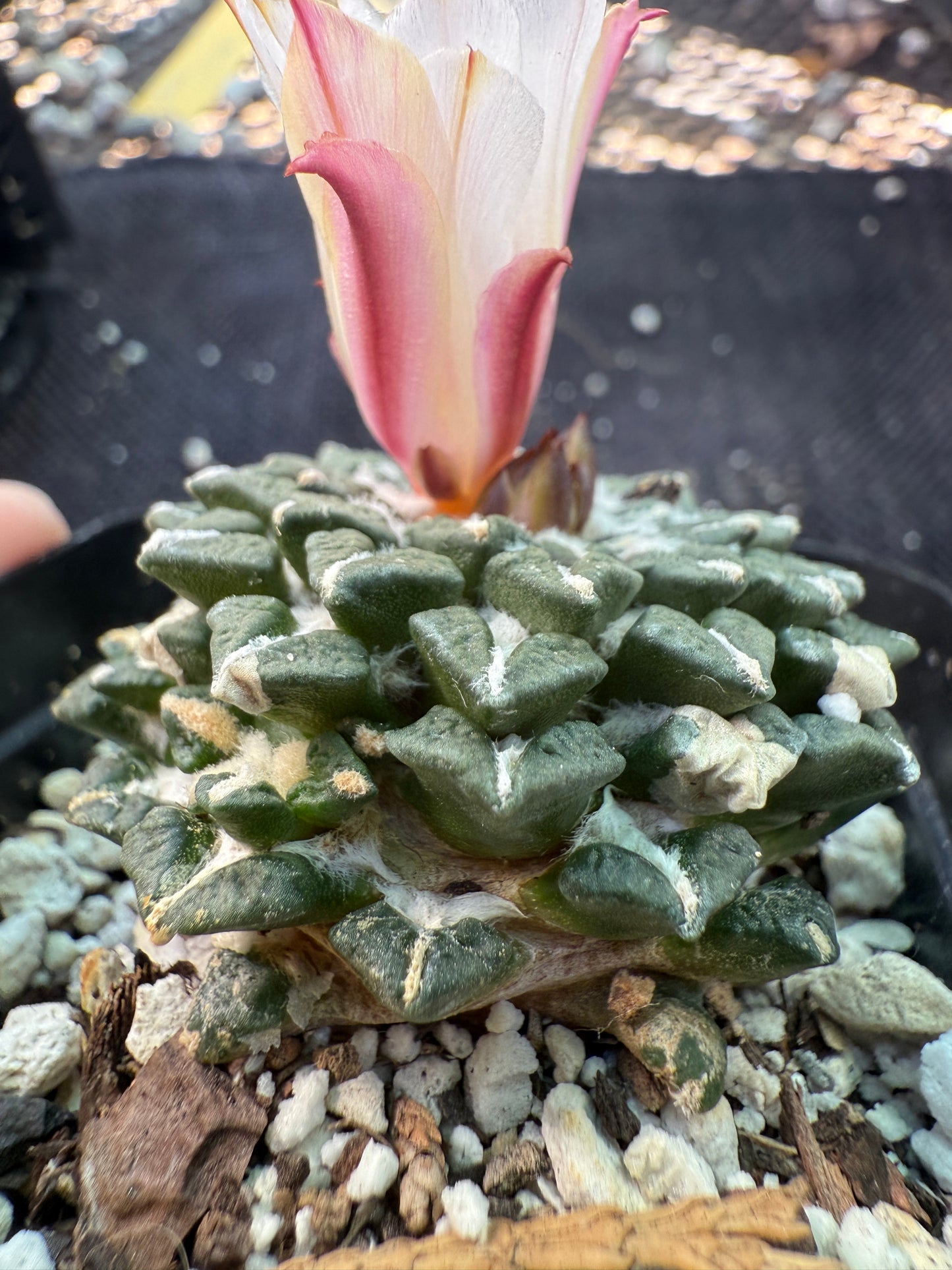 Ariocarpus kotschoubeyanus albiflora with pups on a short graft very rare plant 125
