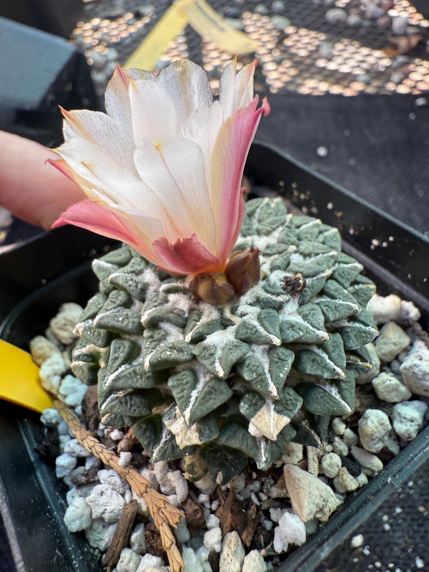 Ariocarpus kotschoubeyanus albiflora with pups on a short graft very rare plant 125