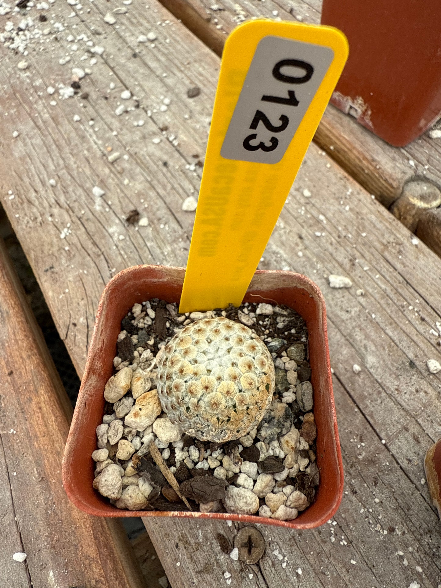 Mammillaria breviplumosa 123