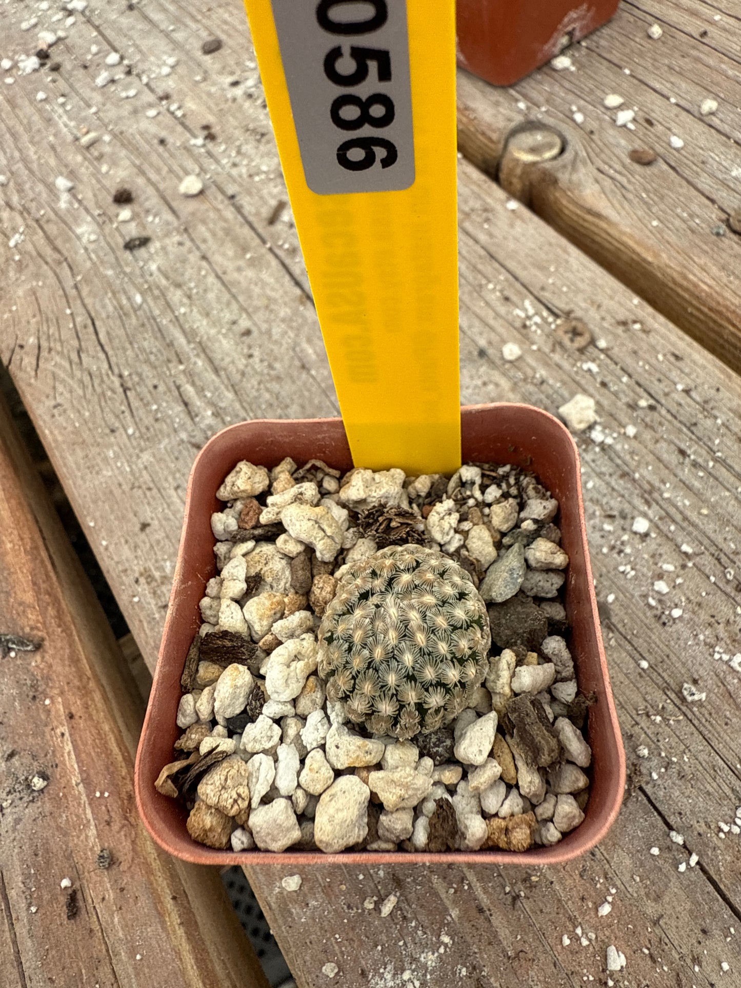 Mammillaria Sanchez mejorade 586
