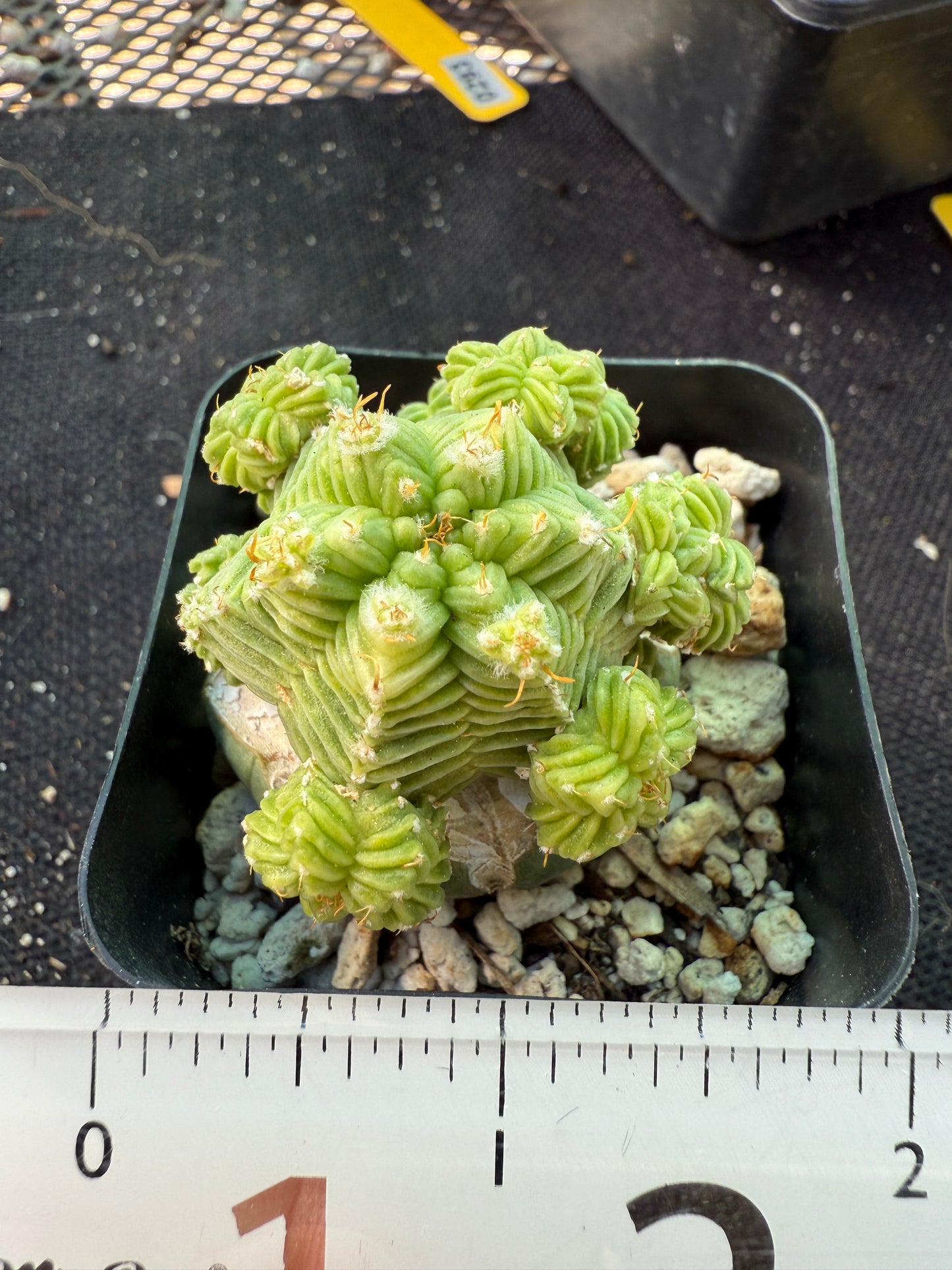 Aztekium valdezii on ferocactus graft very nice plant 582