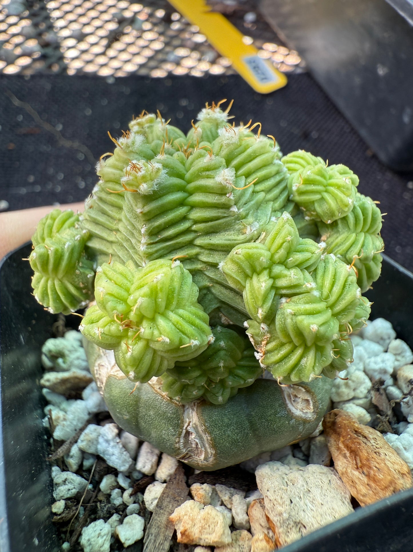 Aztekium valdezii on ferocactus graft very nice plant 582
