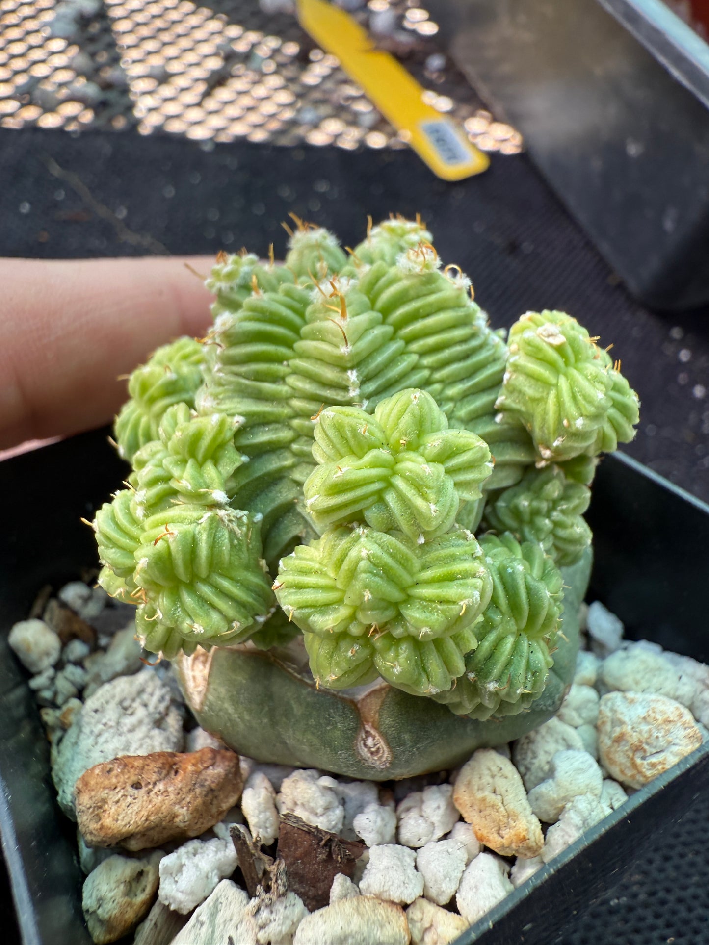 Aztekium valdezii on ferocactus graft very nice plant 582